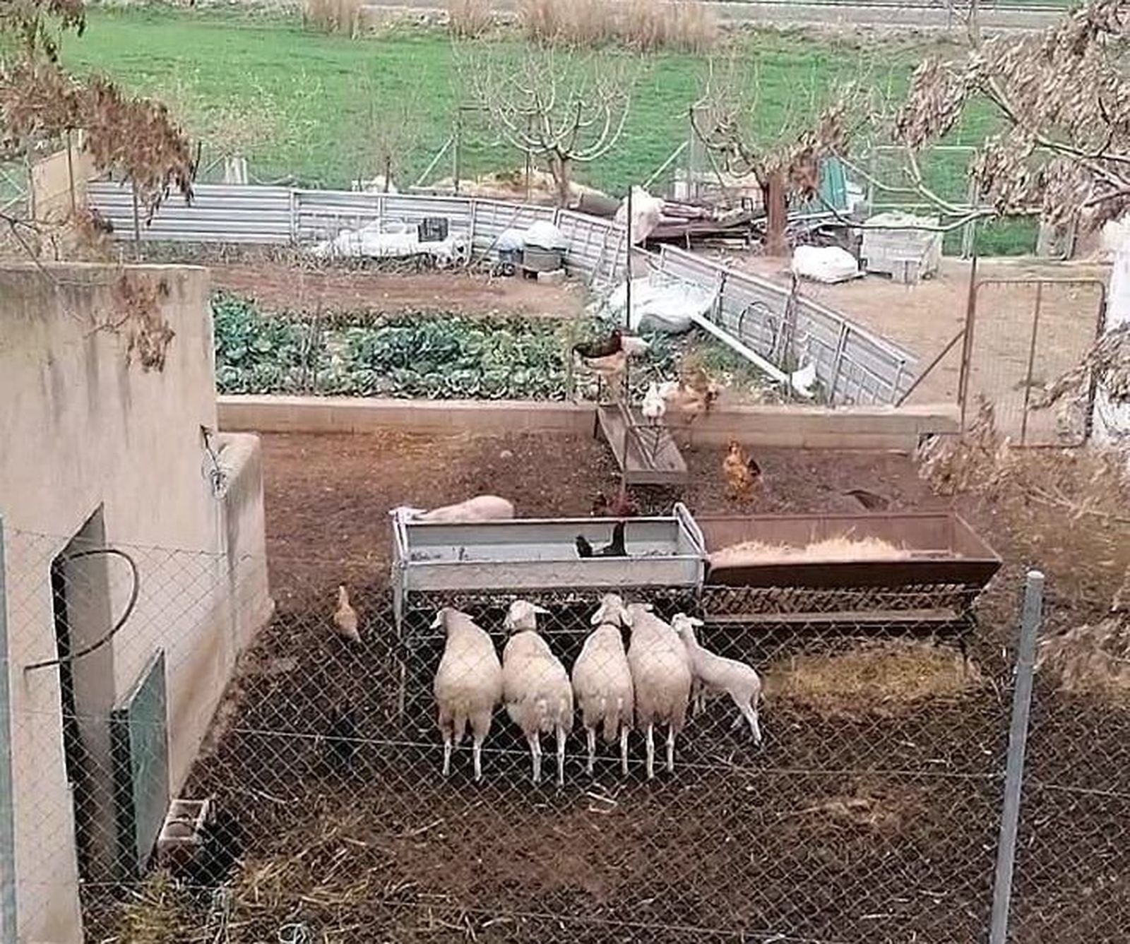 Imagen del rebaño de 23 ovejas en Iznalloz (Granada)