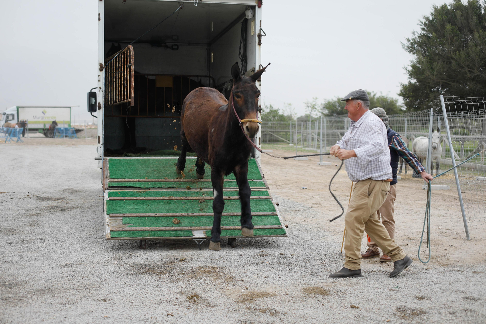 Galería de la Feria  de ganado en Tarambana
