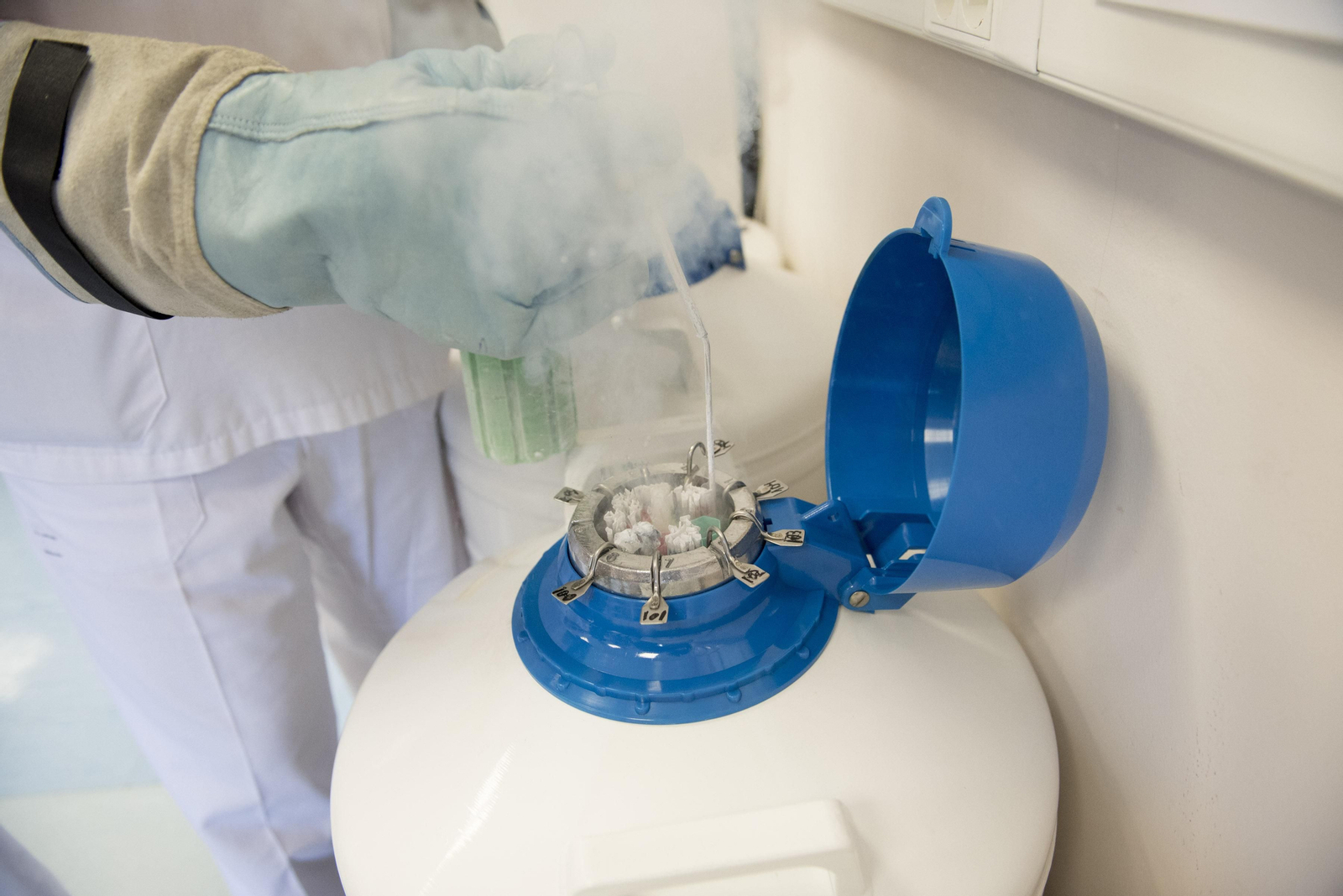 Imagen de archivo del proceso de fecundación in vitro.