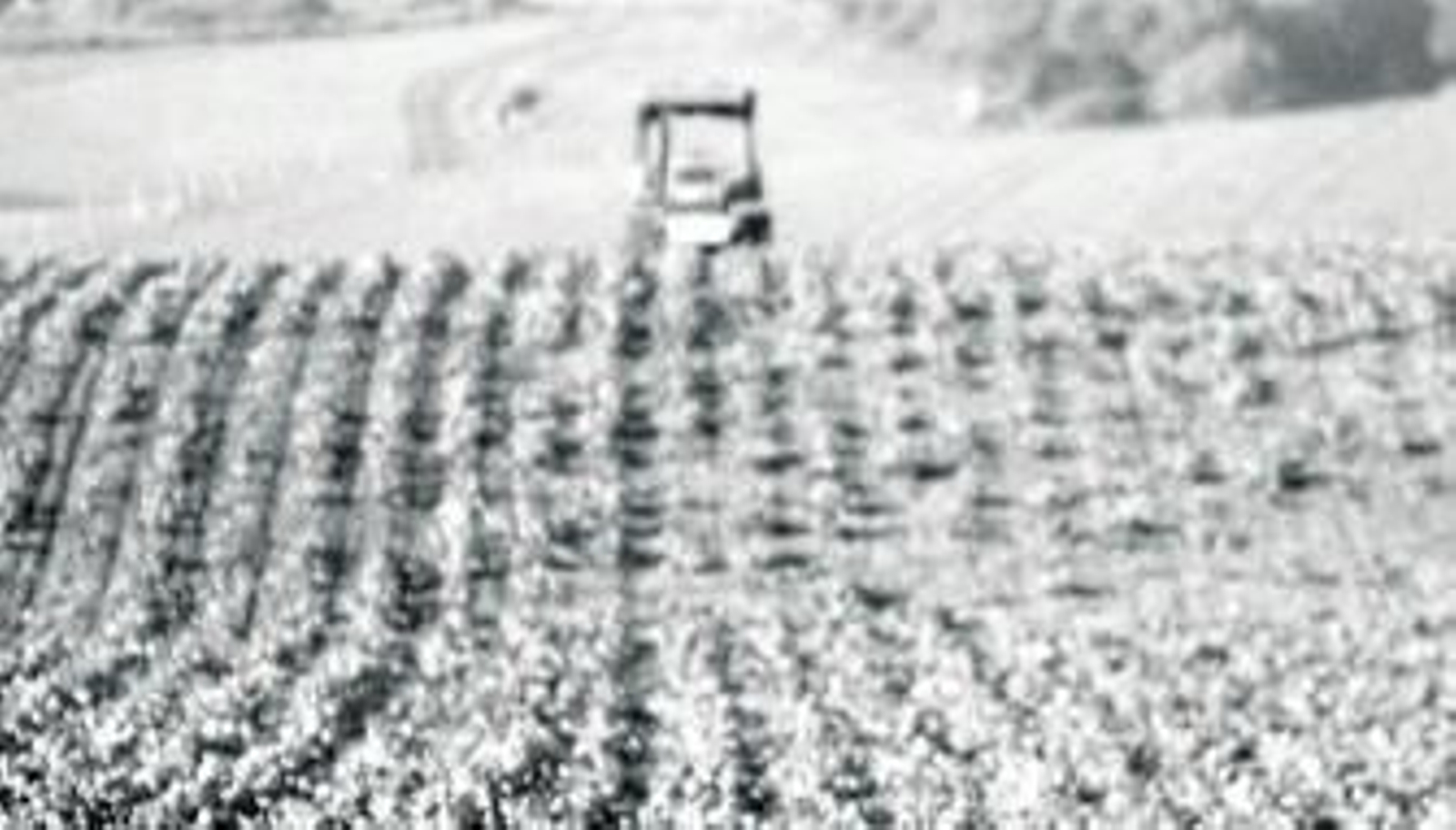Imagen de una plantación de remolachas en la campiña de Jerez.