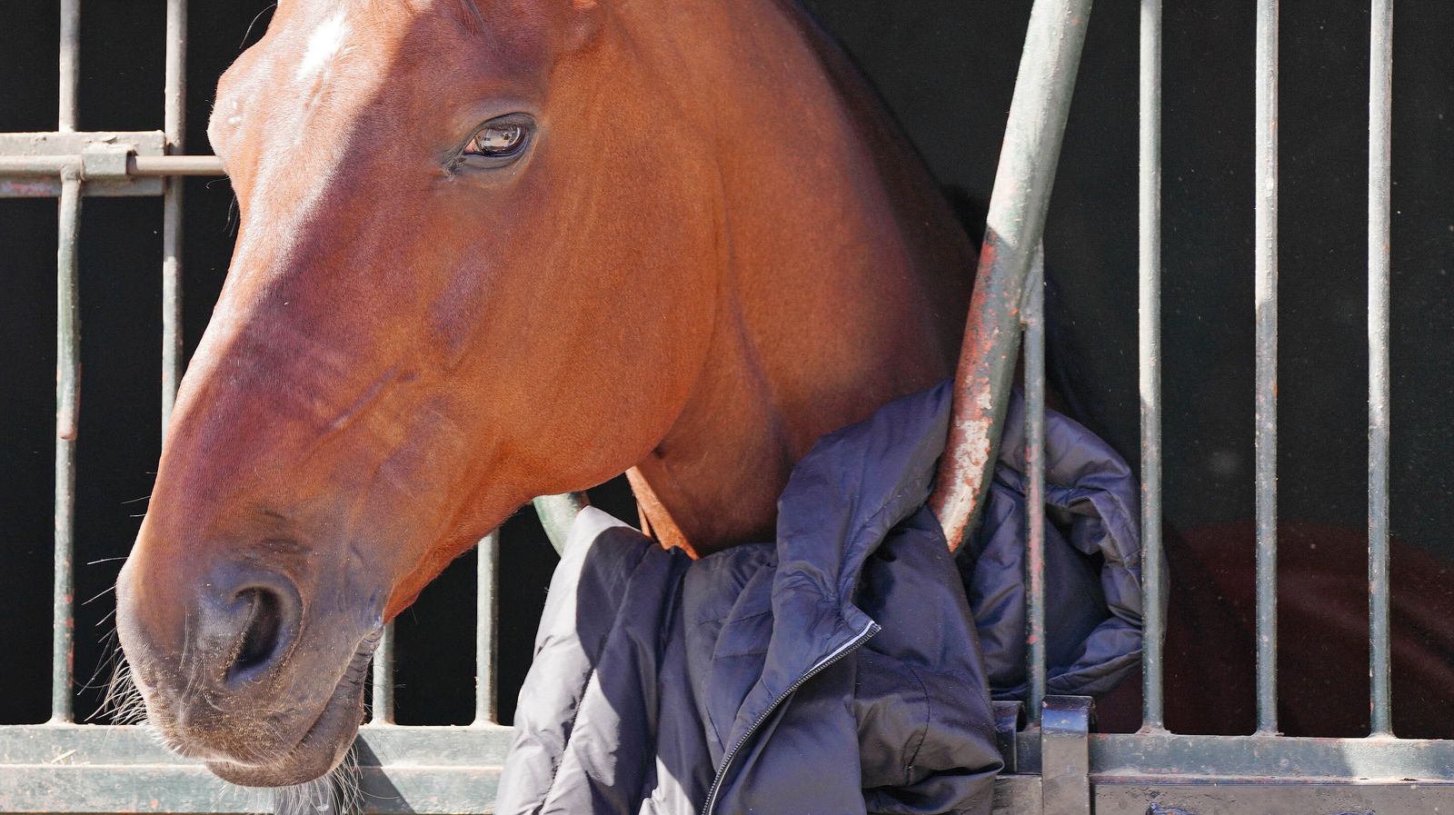 Concurso de Doma Clásica internacional en la Real escuela de Jerez