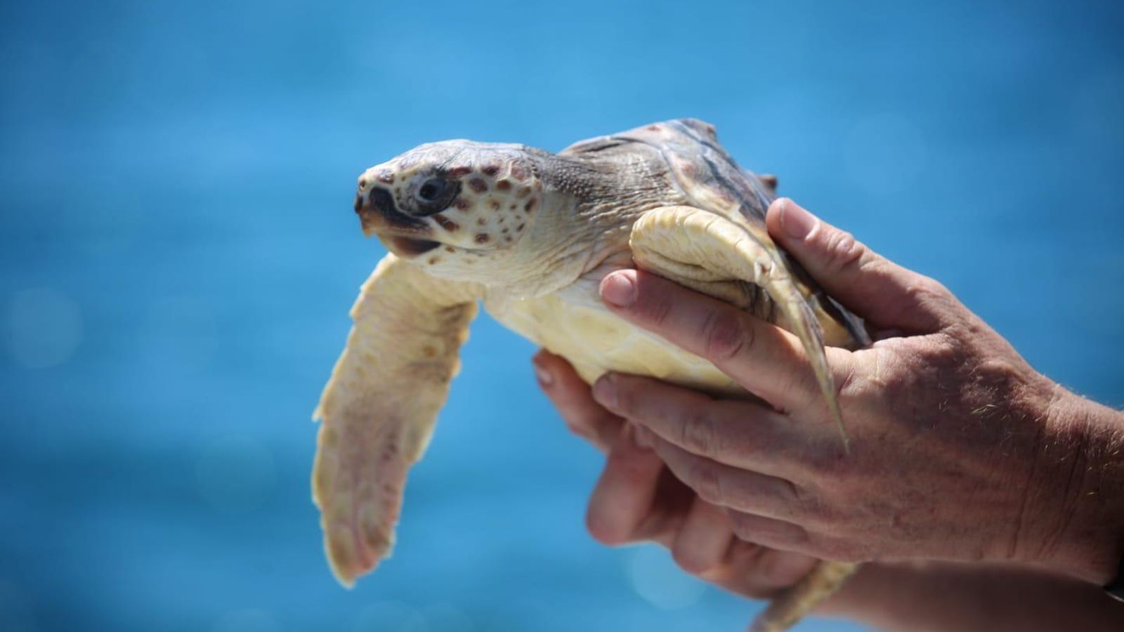 Rescate de tortugas marinas por el Centro de Recuperación