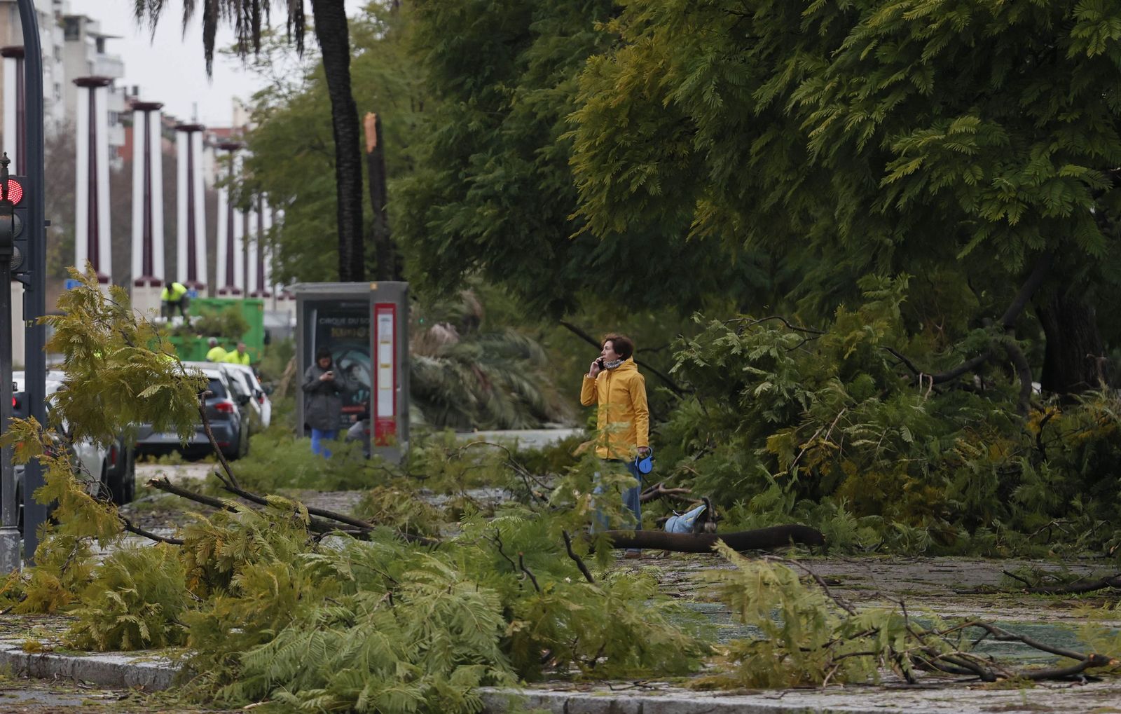 Árboles derribados por el viento