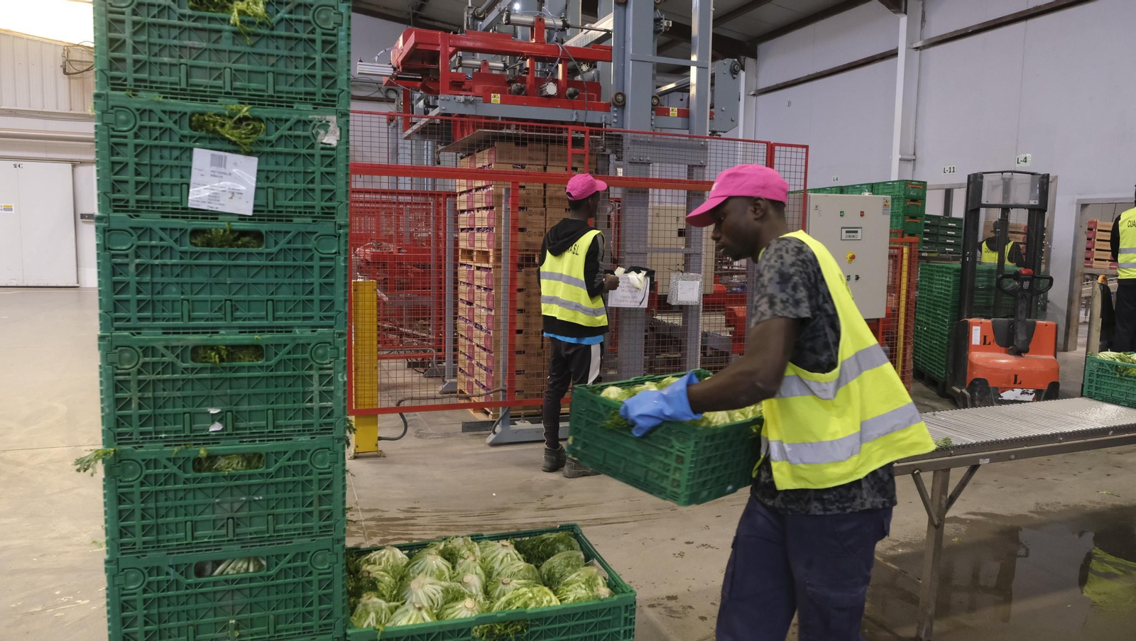Desde Cuevas del Almanzora para el resto del mundo, las mejores escarolas con Cuadraspania, en imágenes