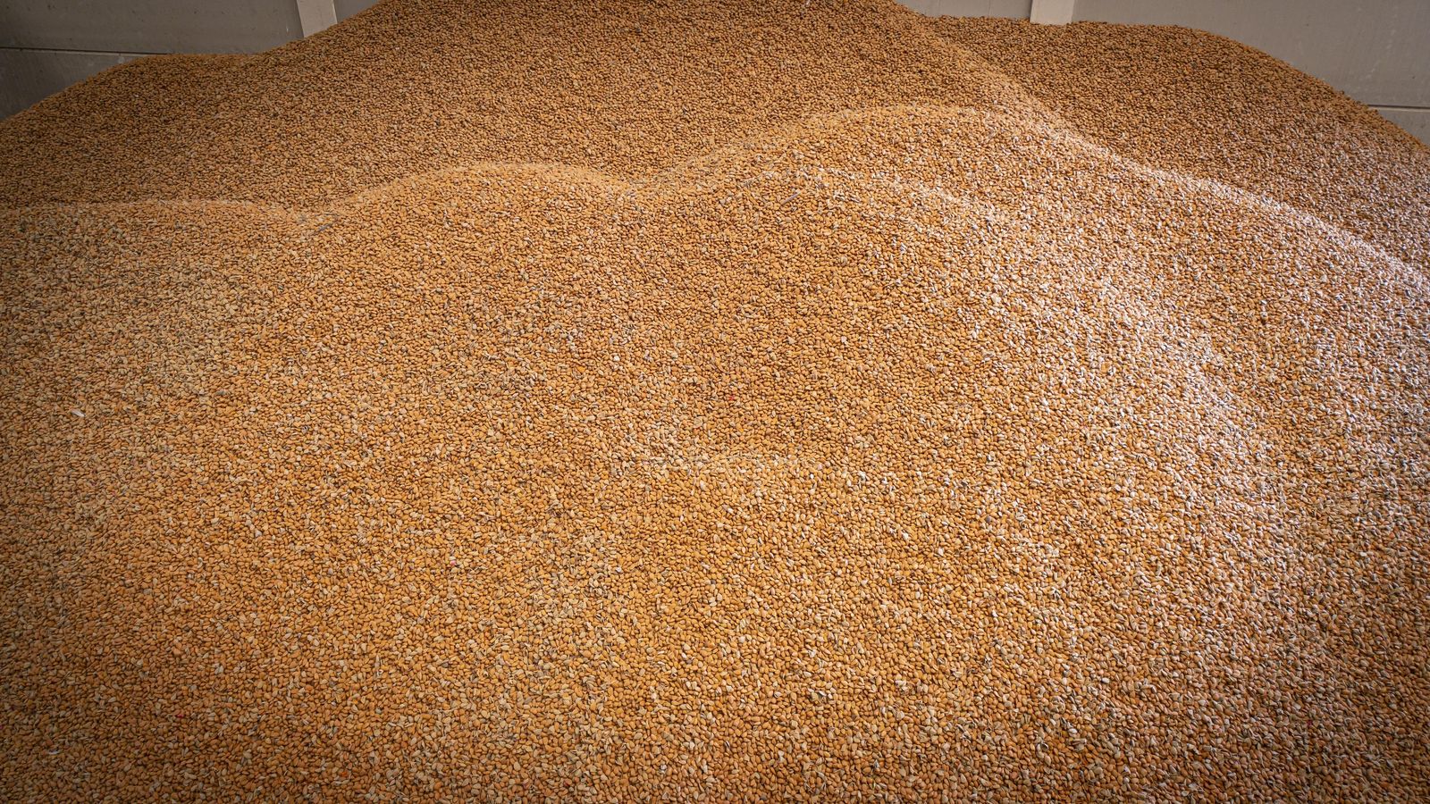 Almendras ya decapotadas en la cooperativa Los Remedios para su comercialización.