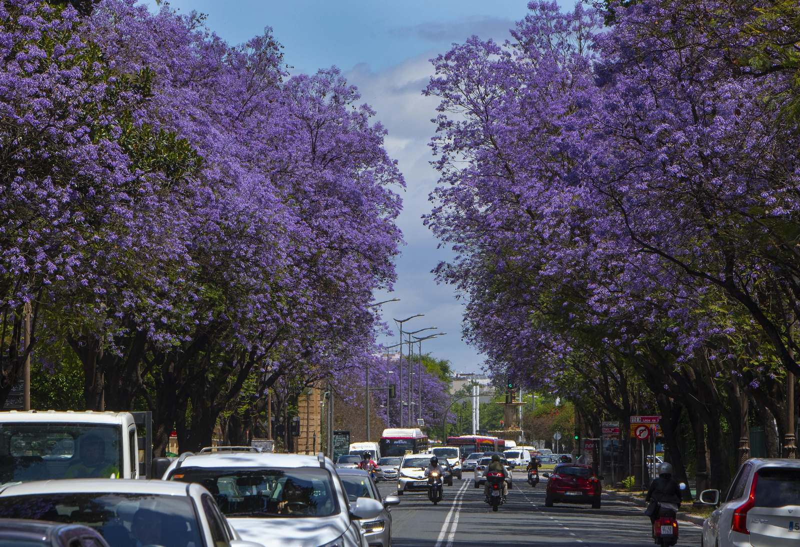 Las jacarandas tiñen Sevilla de morado