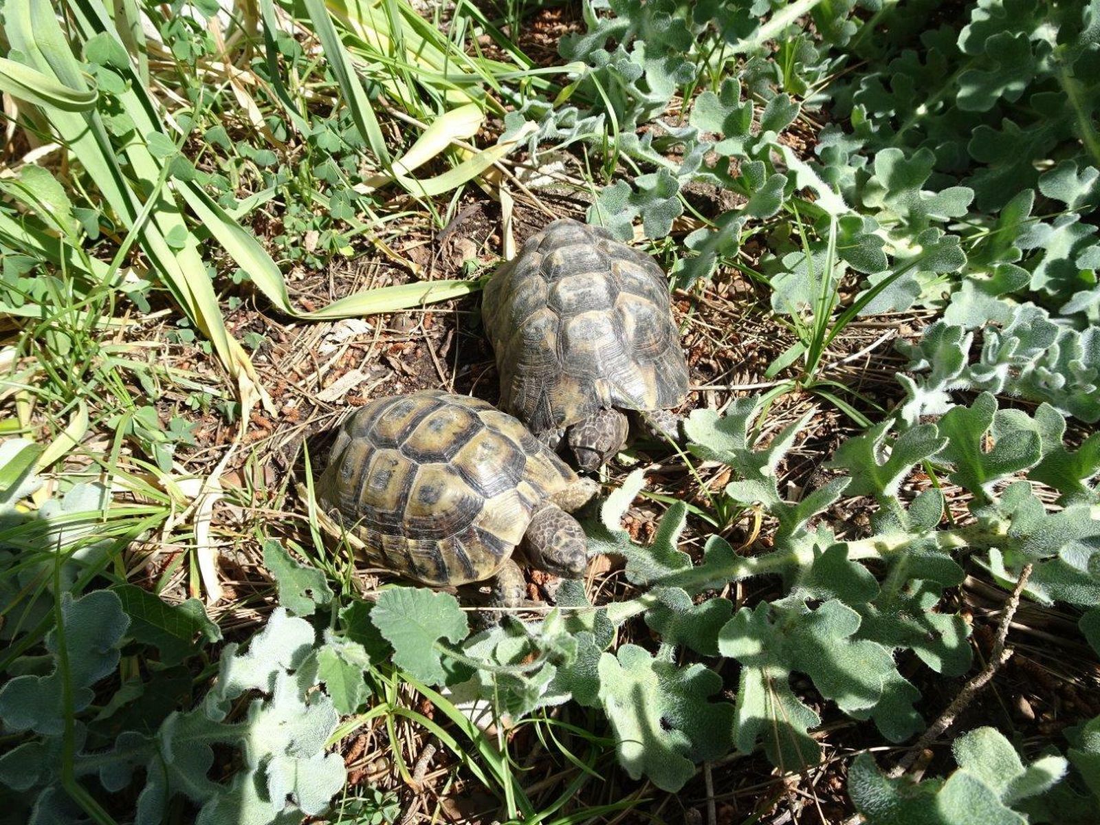 Las dos tortugas moras de El Bosque