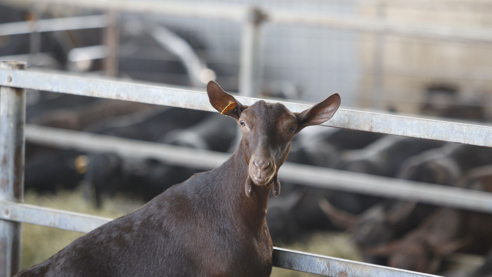 Cabras Hermanos García Cervilla