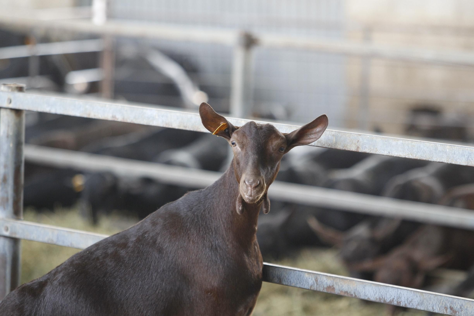Cabras Hermanos García Cervilla