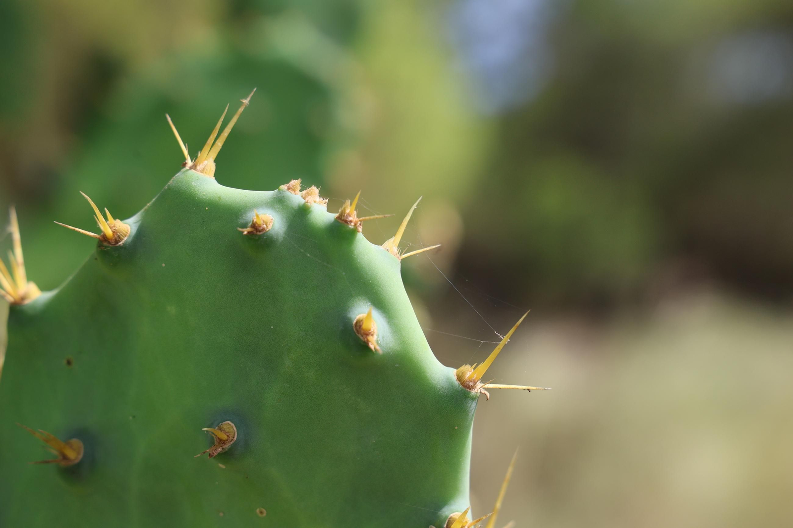 Imágenes de la diversa vegetación de las Dunas del Portil