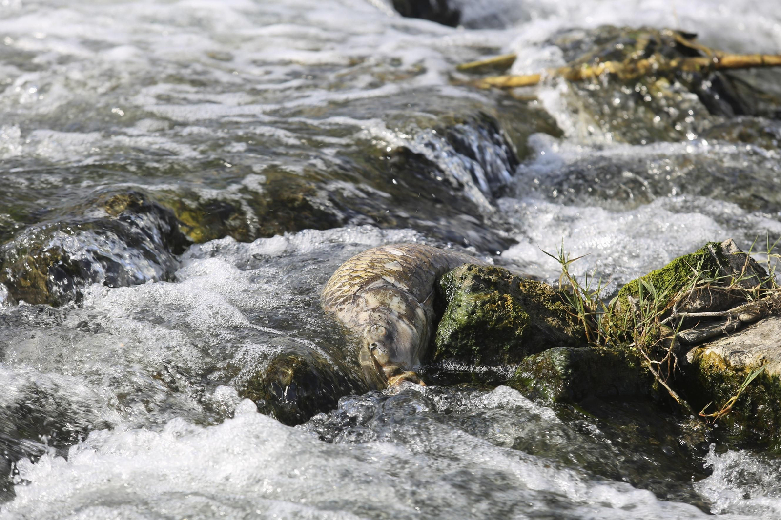 Aparecen cientos de aves y peces muertos en el río Guadalhorce