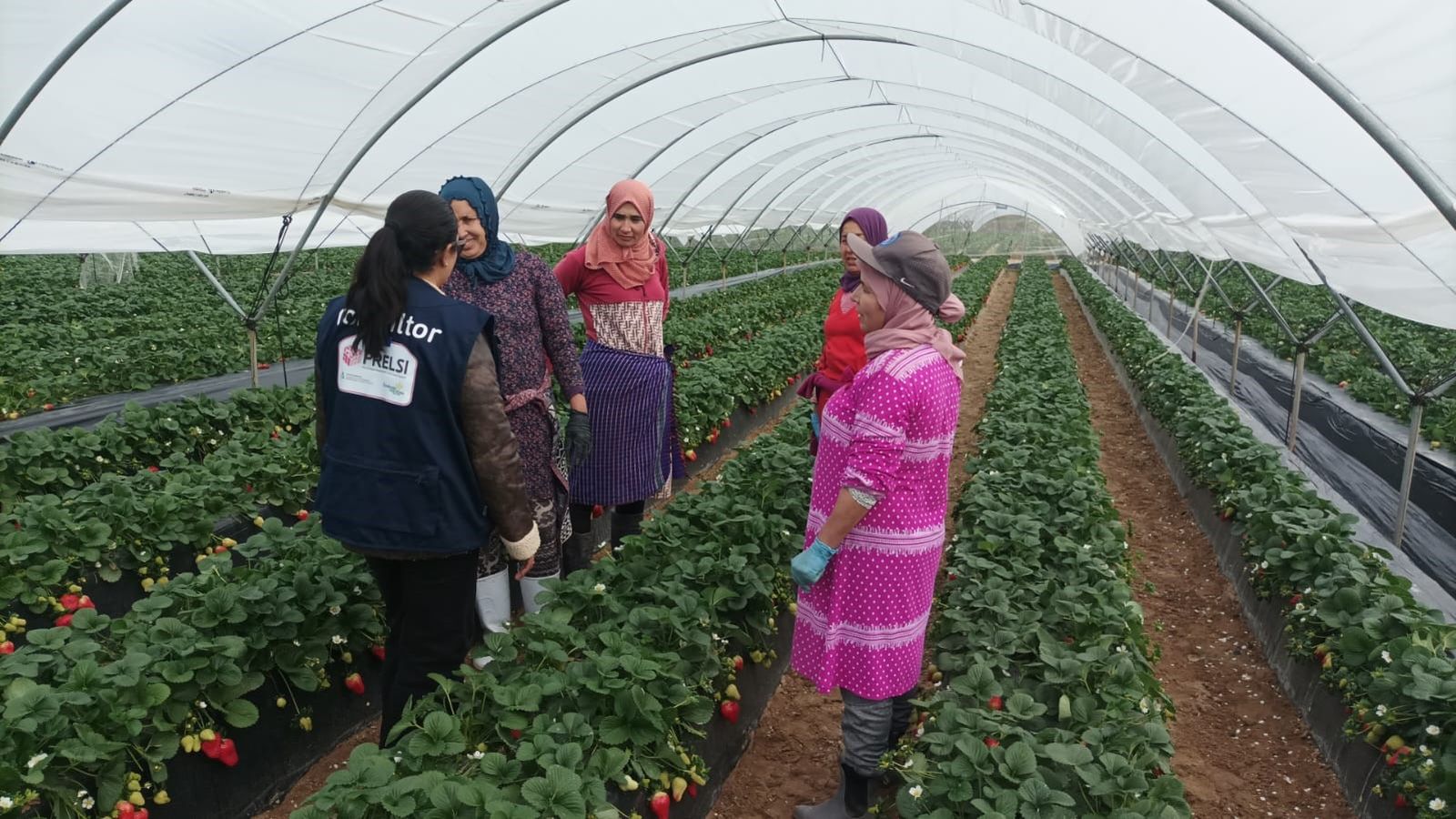 Varias temporeras en un cultivo de fresas de Huelva, en una imagen de archivo.