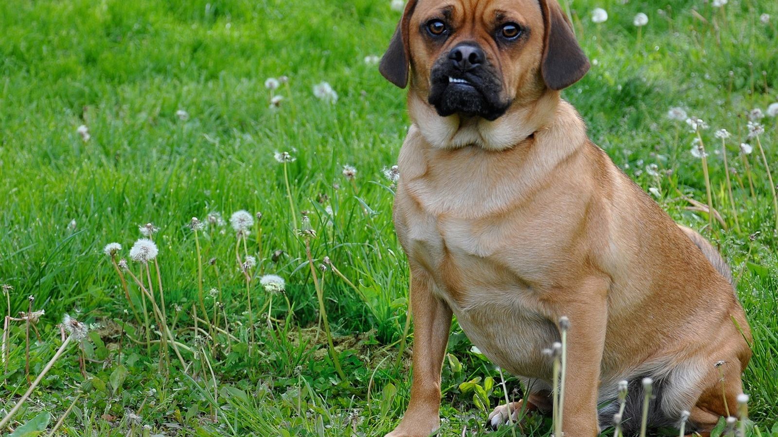 puggle