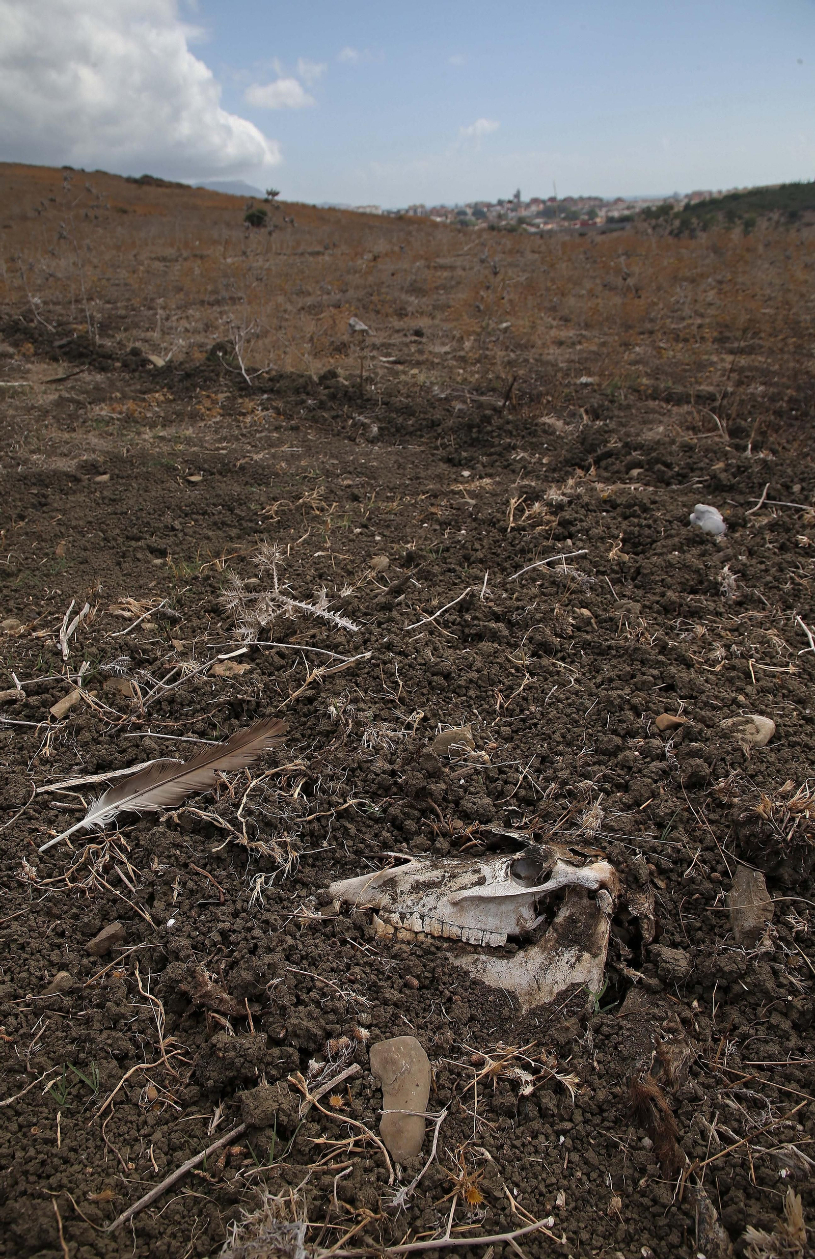 Imágenes de los nuevos cadáveres de caballos en el muladar ilegal de Pajarete en Algeciras