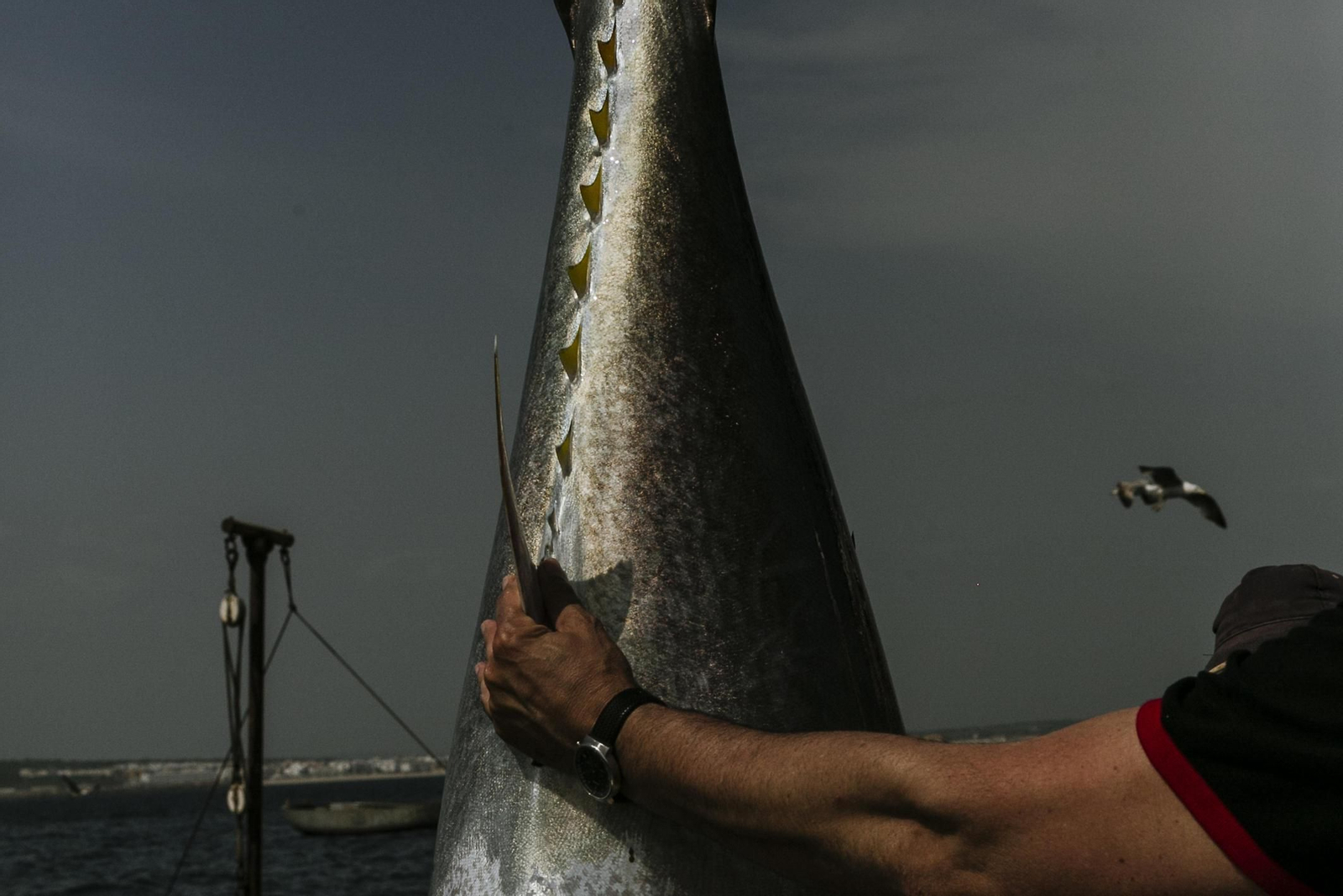 Imágenes de la primera levantá del año