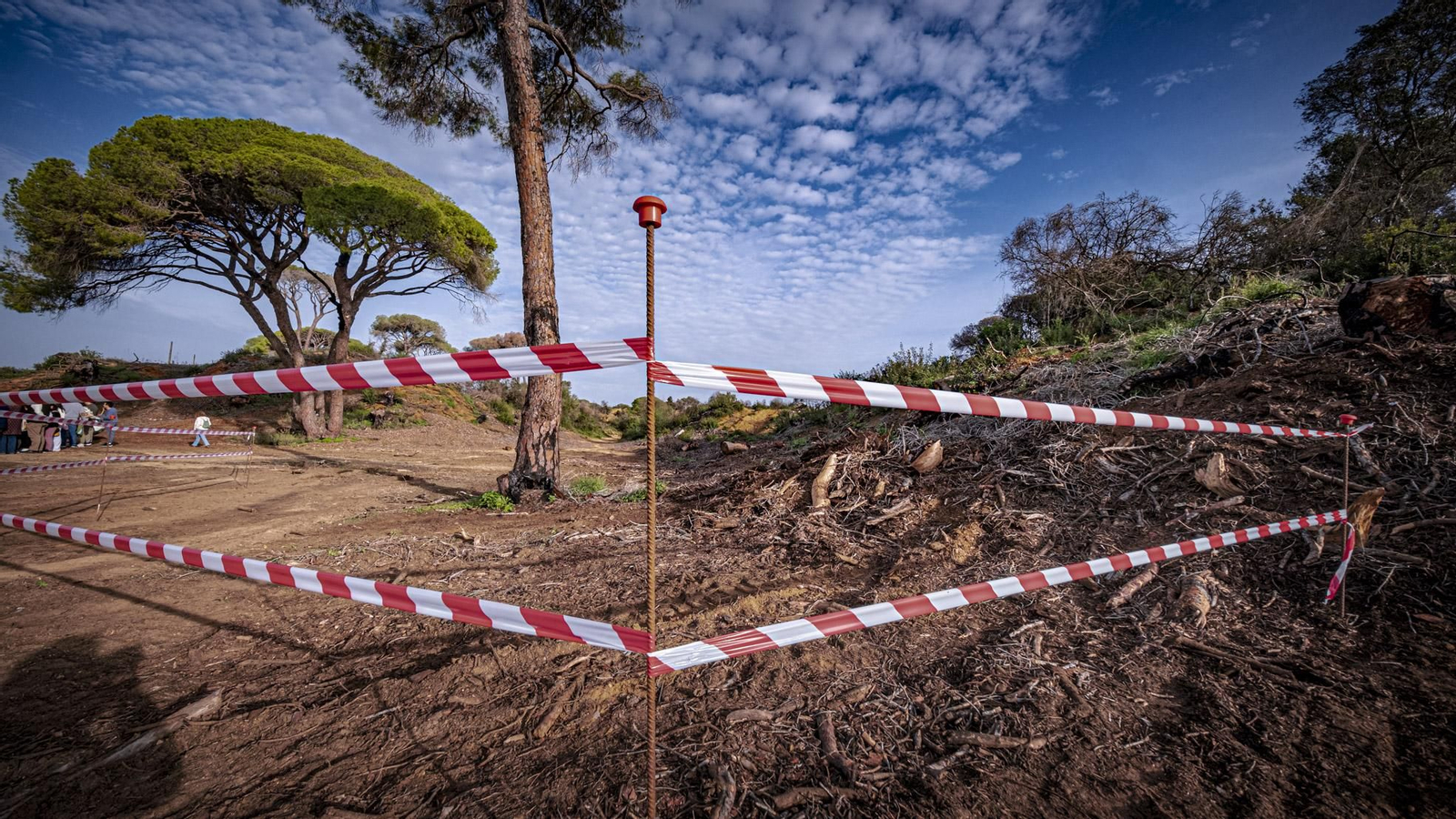 Las imágenes de escolares reforestando el pinar de Las Canteras de Puerto Real.