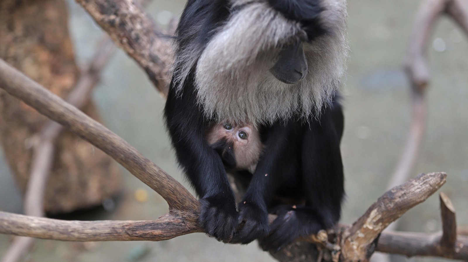 Fotos de los macacos de cola de león del zoo de Castellar