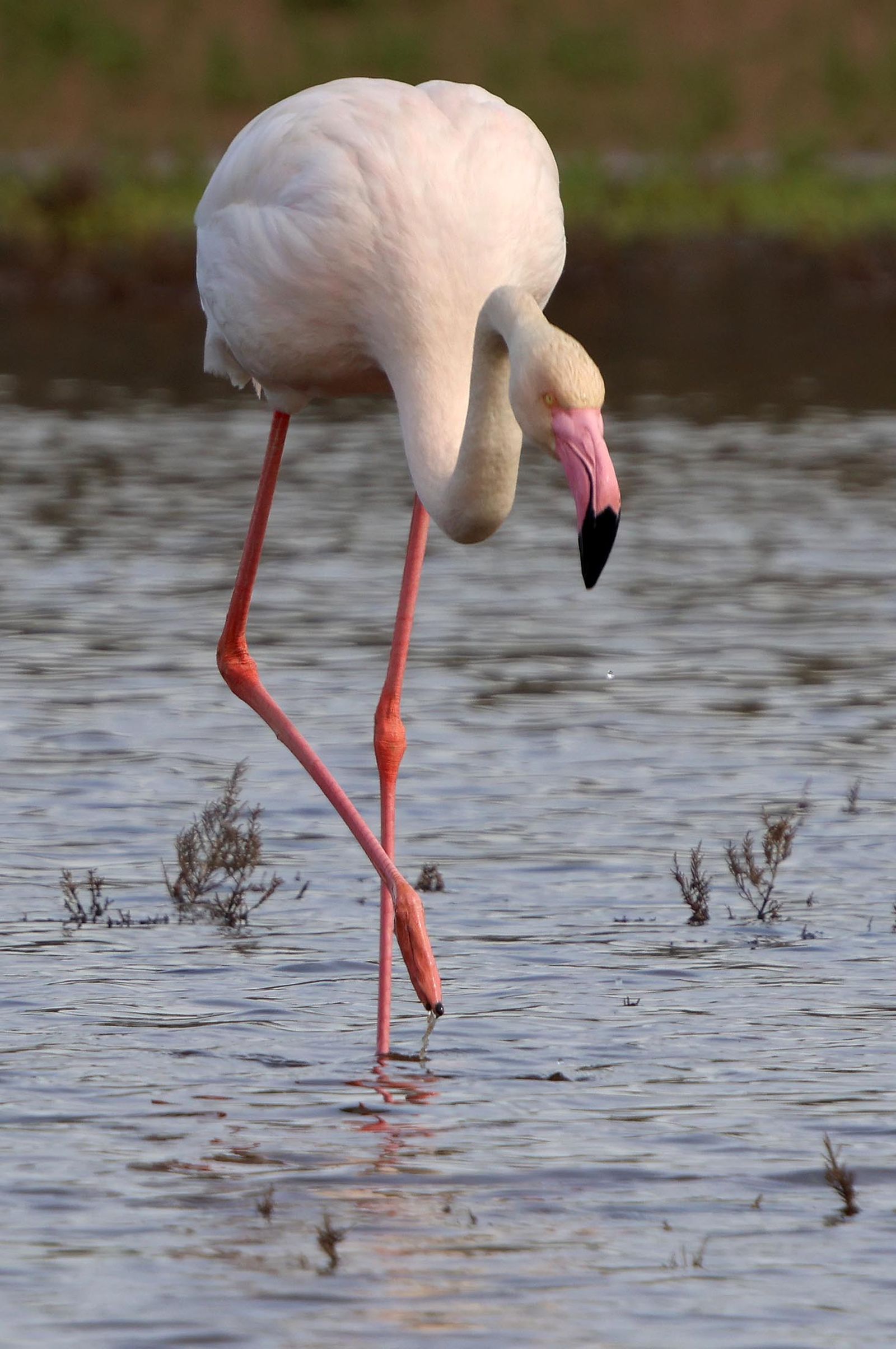 Imágenes de Marismas del Odiel, un Paraje Natural en la confluencia de las desembocaduras de los ríos Tinto y Odiel
