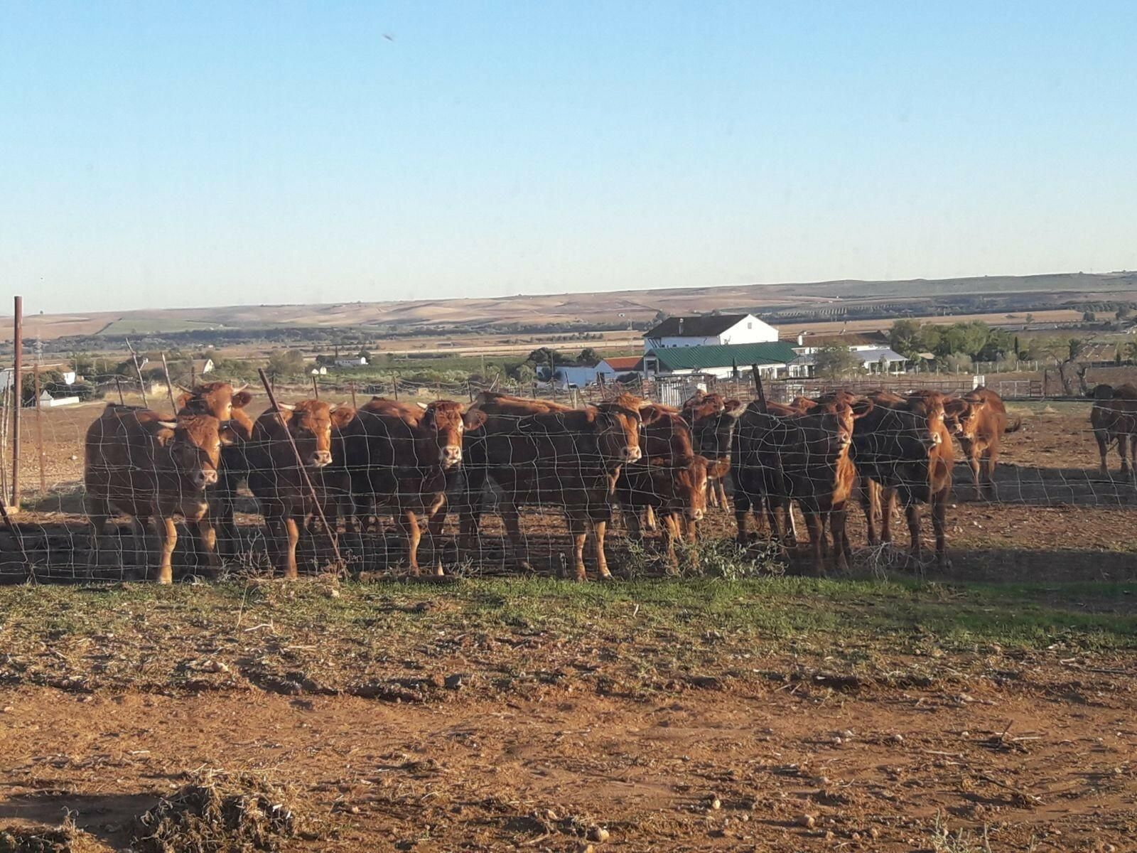 Vacas pastando en una finca en la provincia