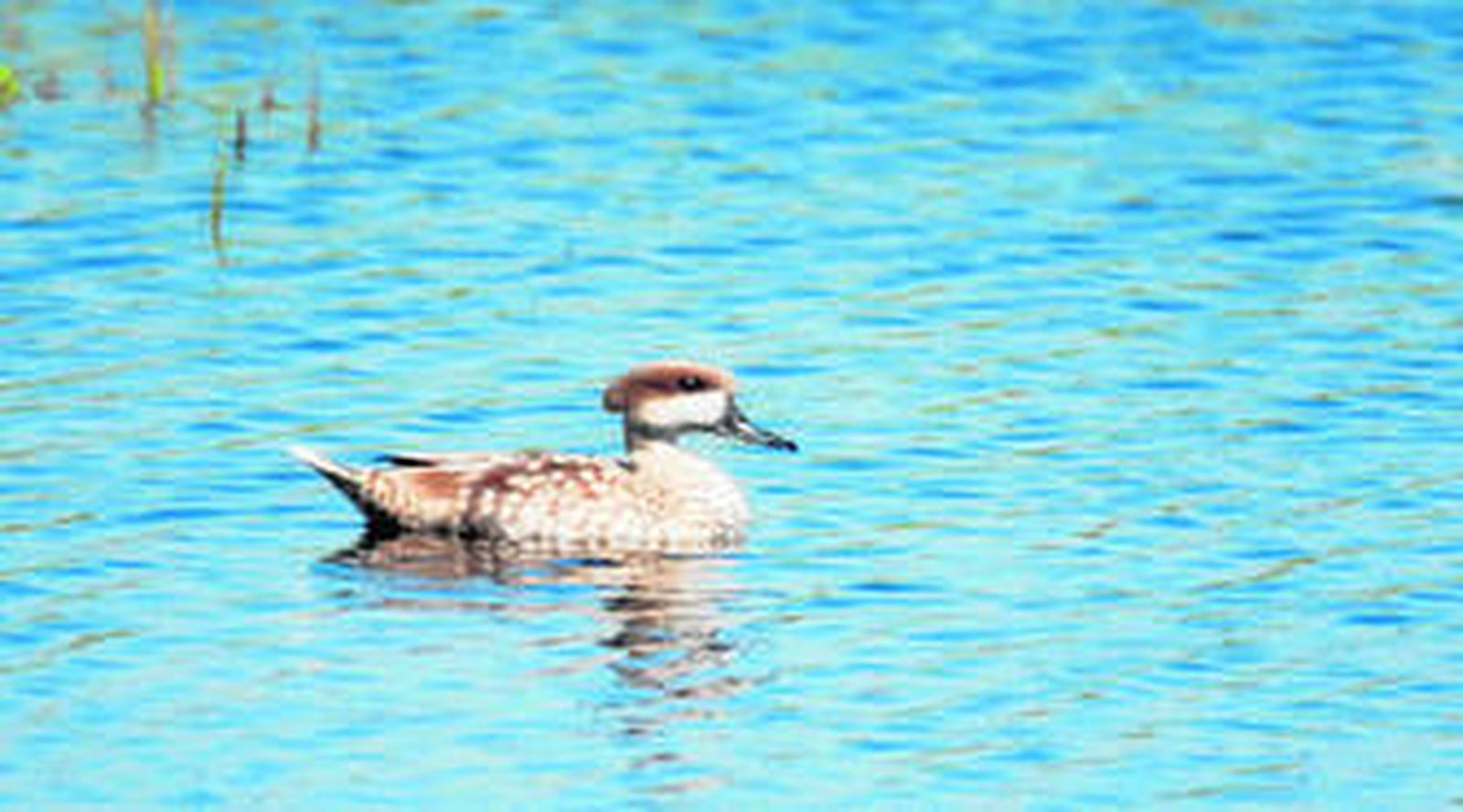 Ejemplar de cerceta pardilla.