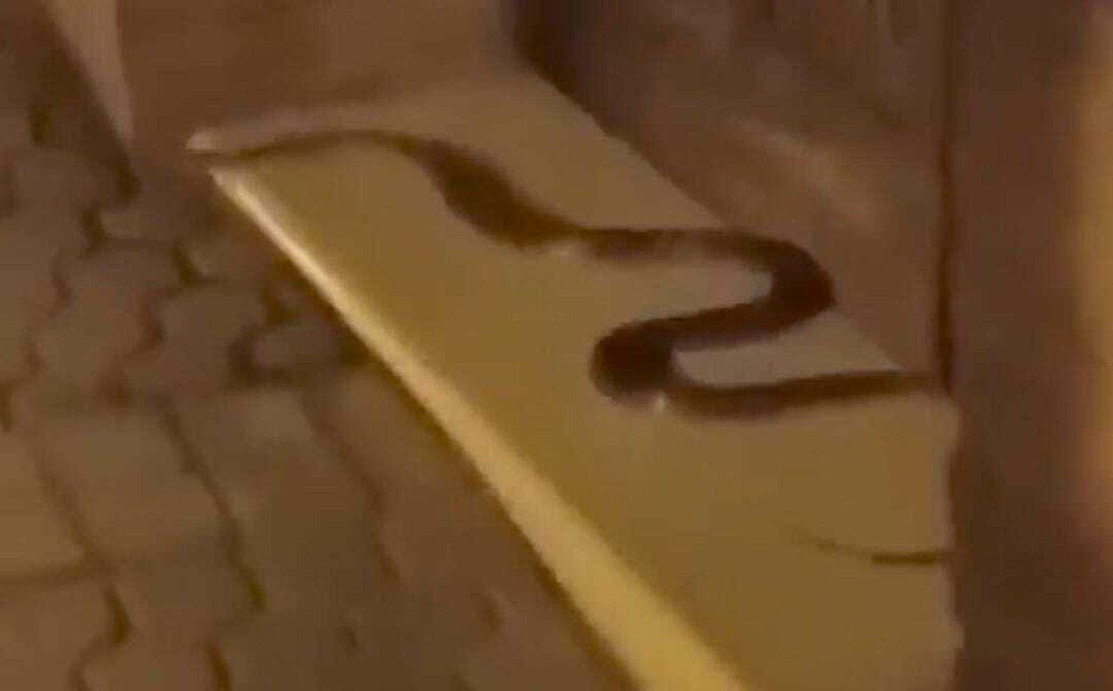 El bulo de las 47 serpientes peligrosas en Morón de la Frontera