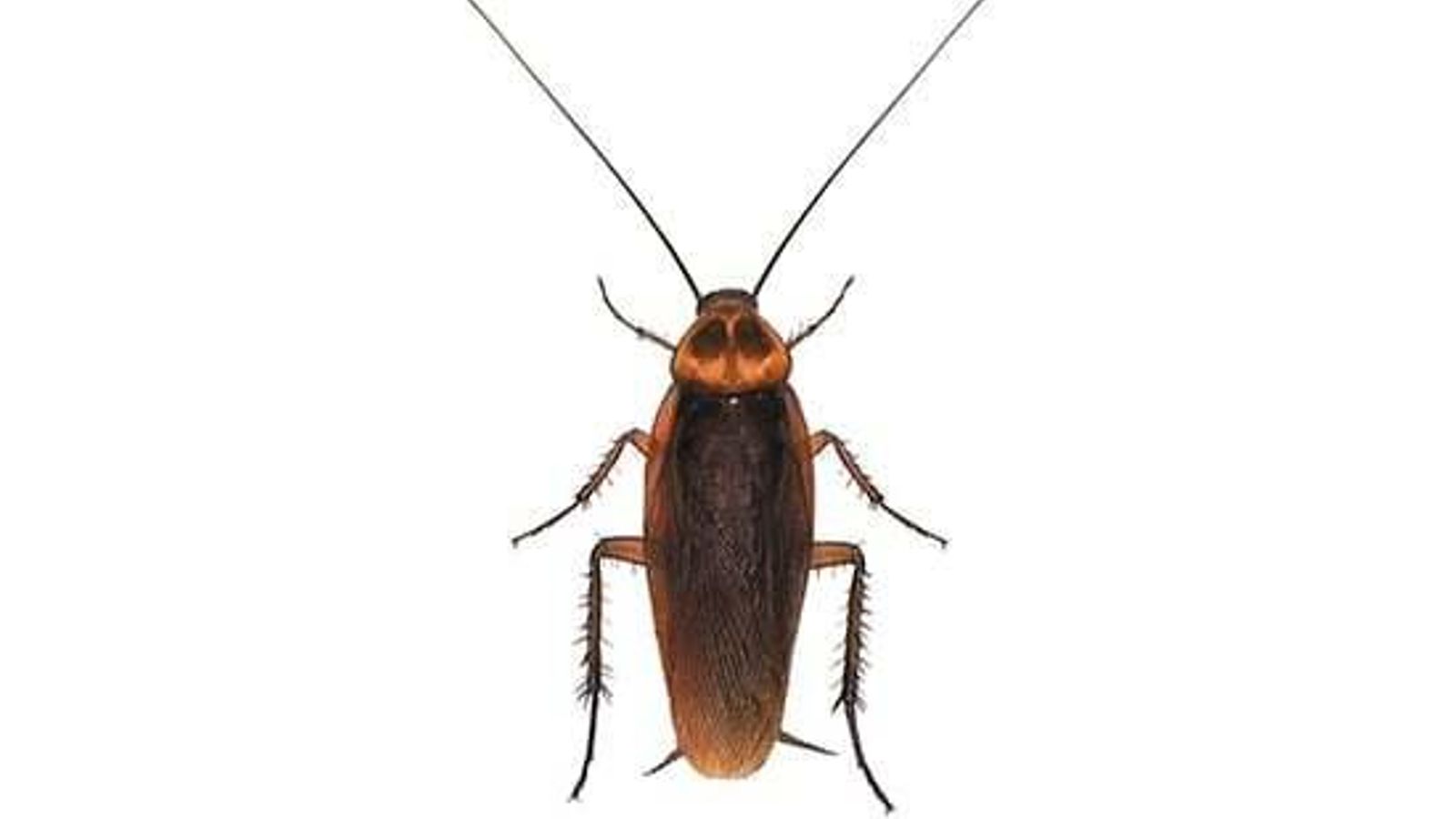 Cucaracha del tipo americana