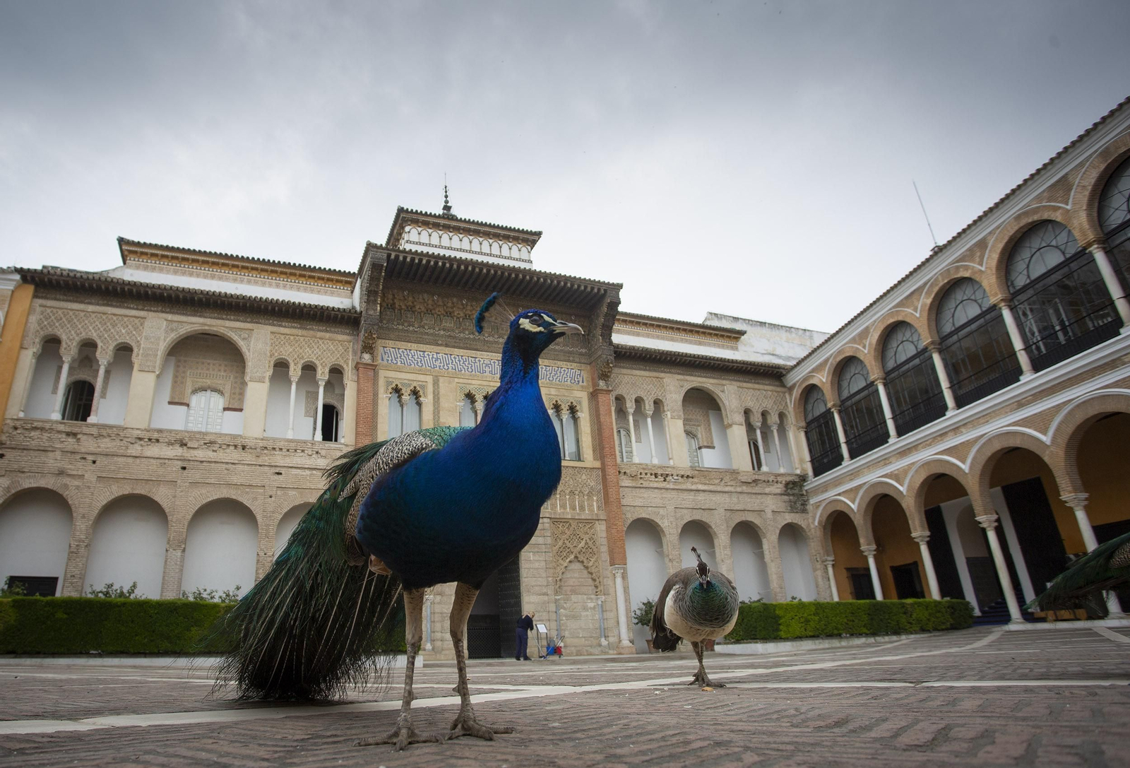 Coronavirus: Un paseo por los Reales Alcázares de Sevilla