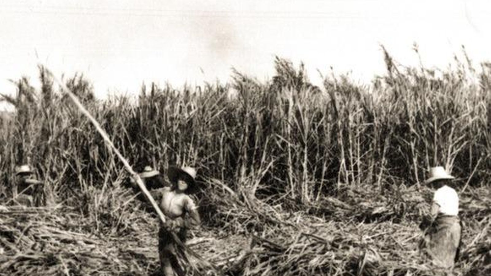 Agricultores de Torre del Mar recolectando cañas de azúcar