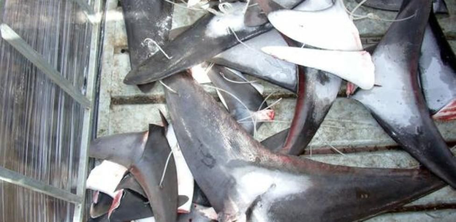 España es el país de la Unión Europea que más comercia con tiburones