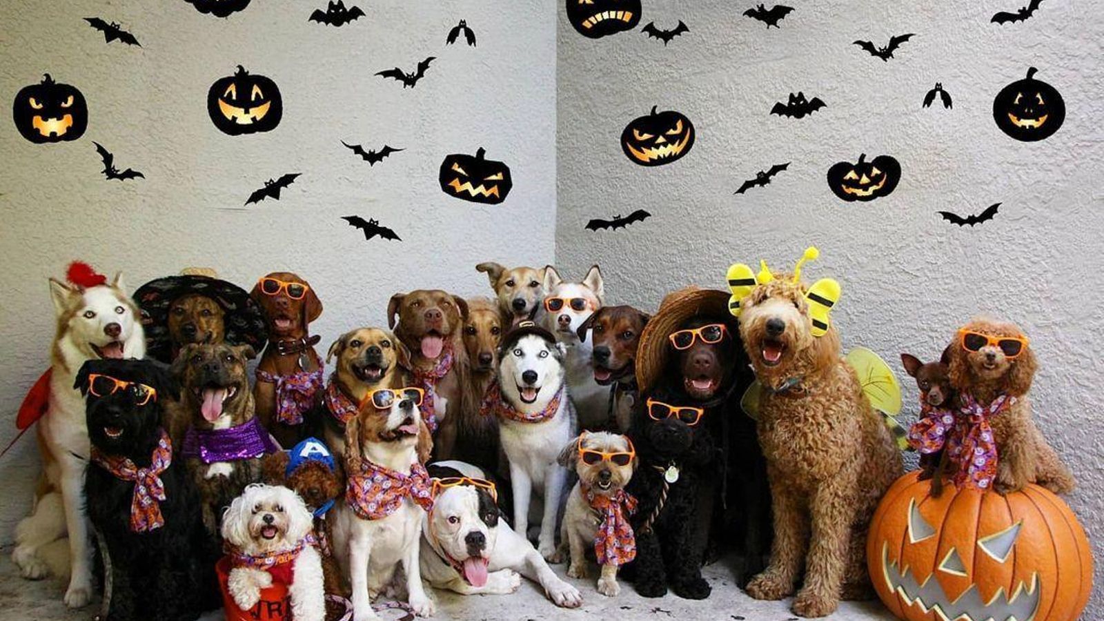 Perros-en-halloween Perros-en-halloween