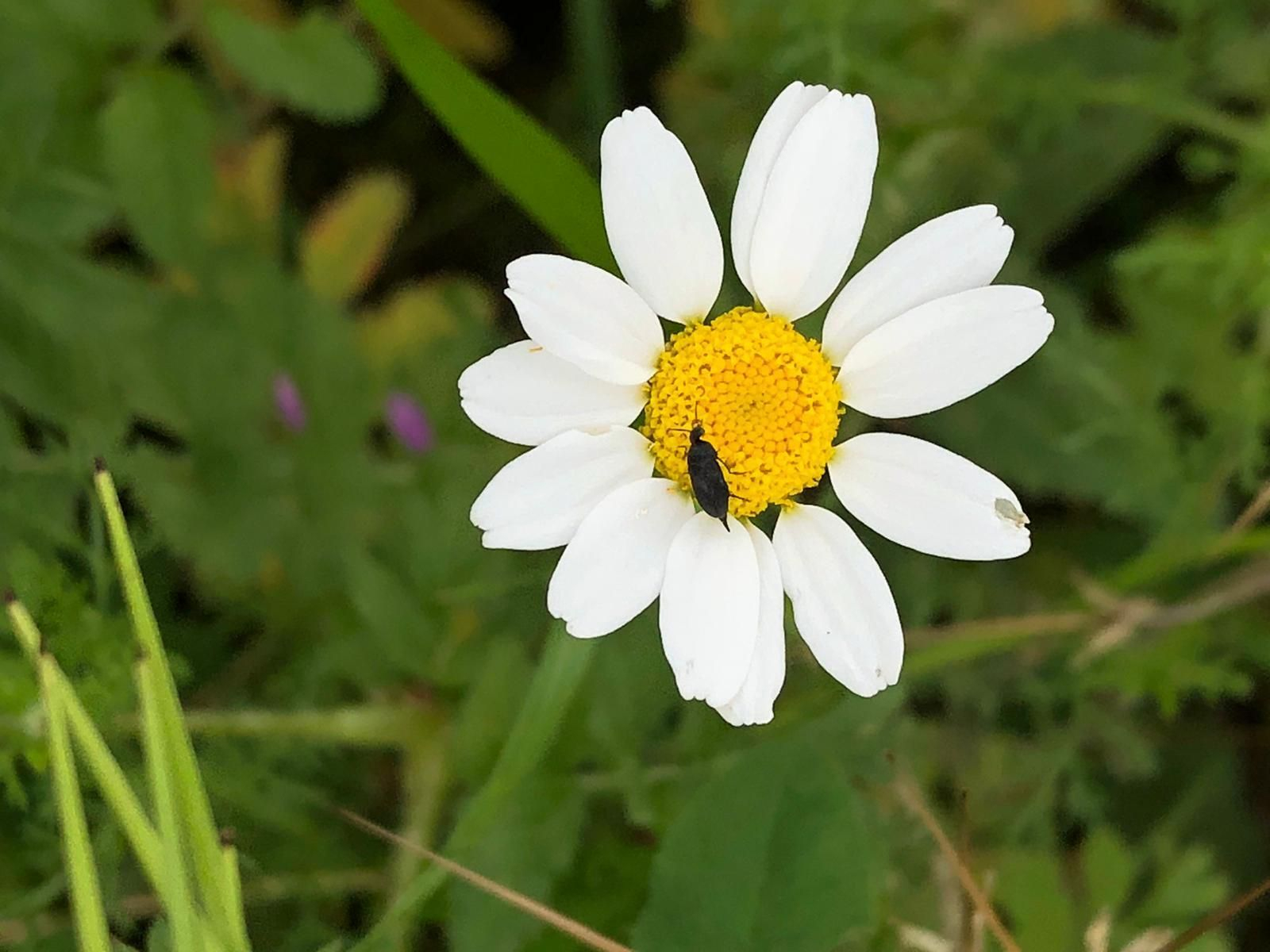 Las fotografías de la primavera en la Campiña de Córdoba