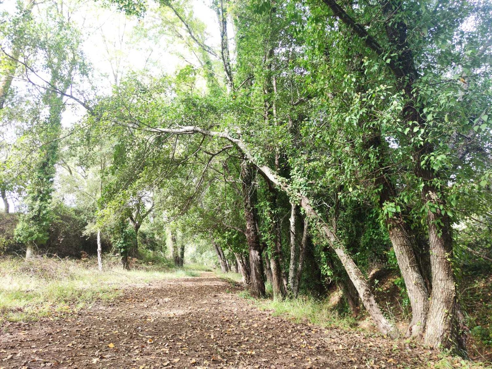 Una ruta familiar que enamora: el Bosque de las Letras en Santa Ana la Real