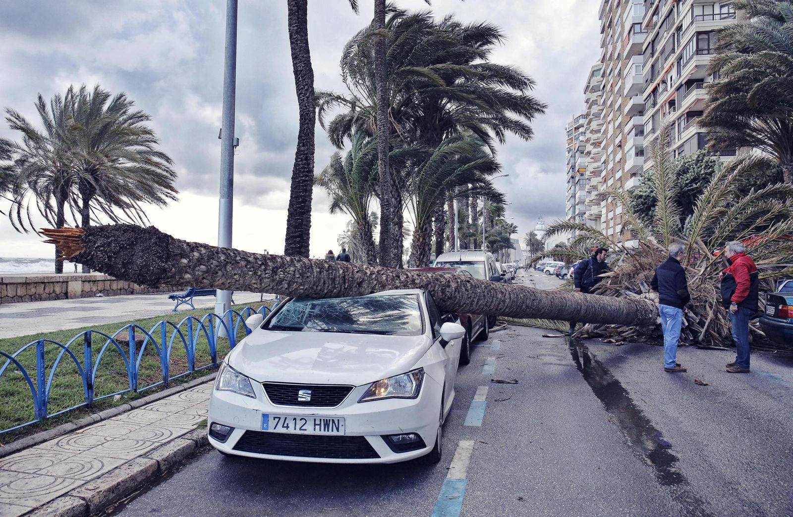 Una palmera cae sobre un coche estacionado en La Malagueta.