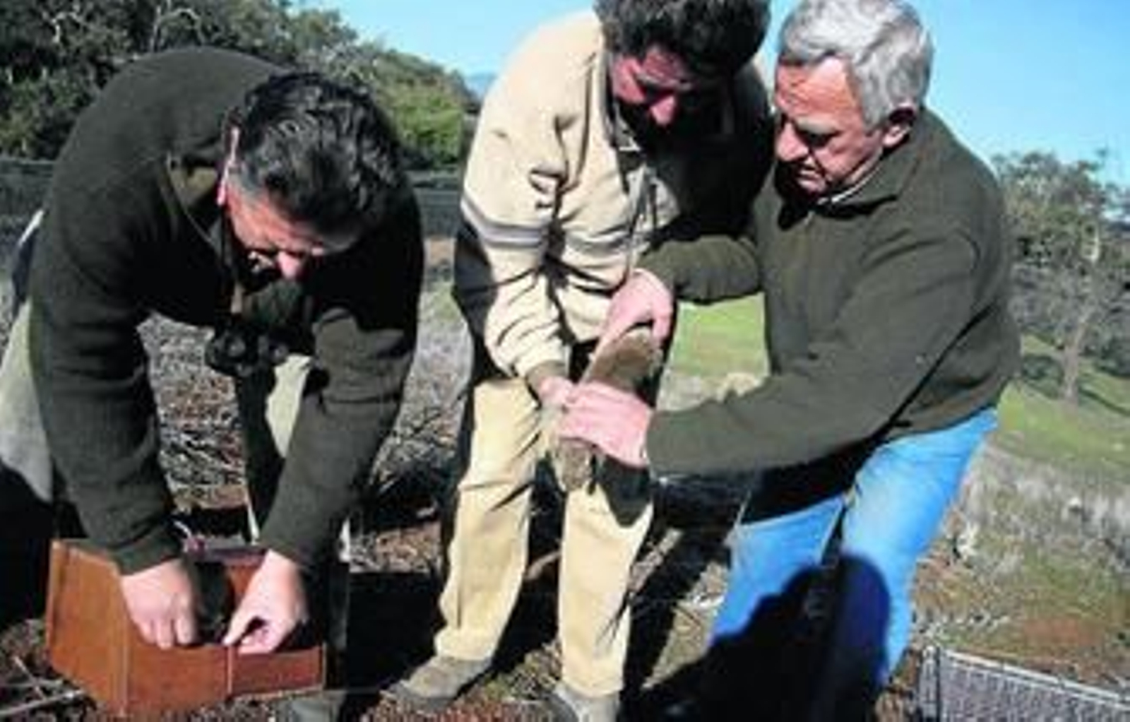 Conejos para salvar el monte