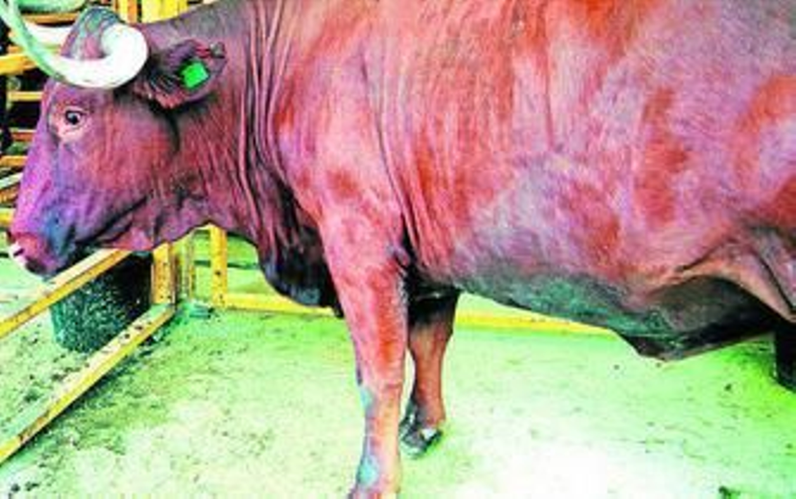 La tuberculosis bovina se dispara en Andalucía