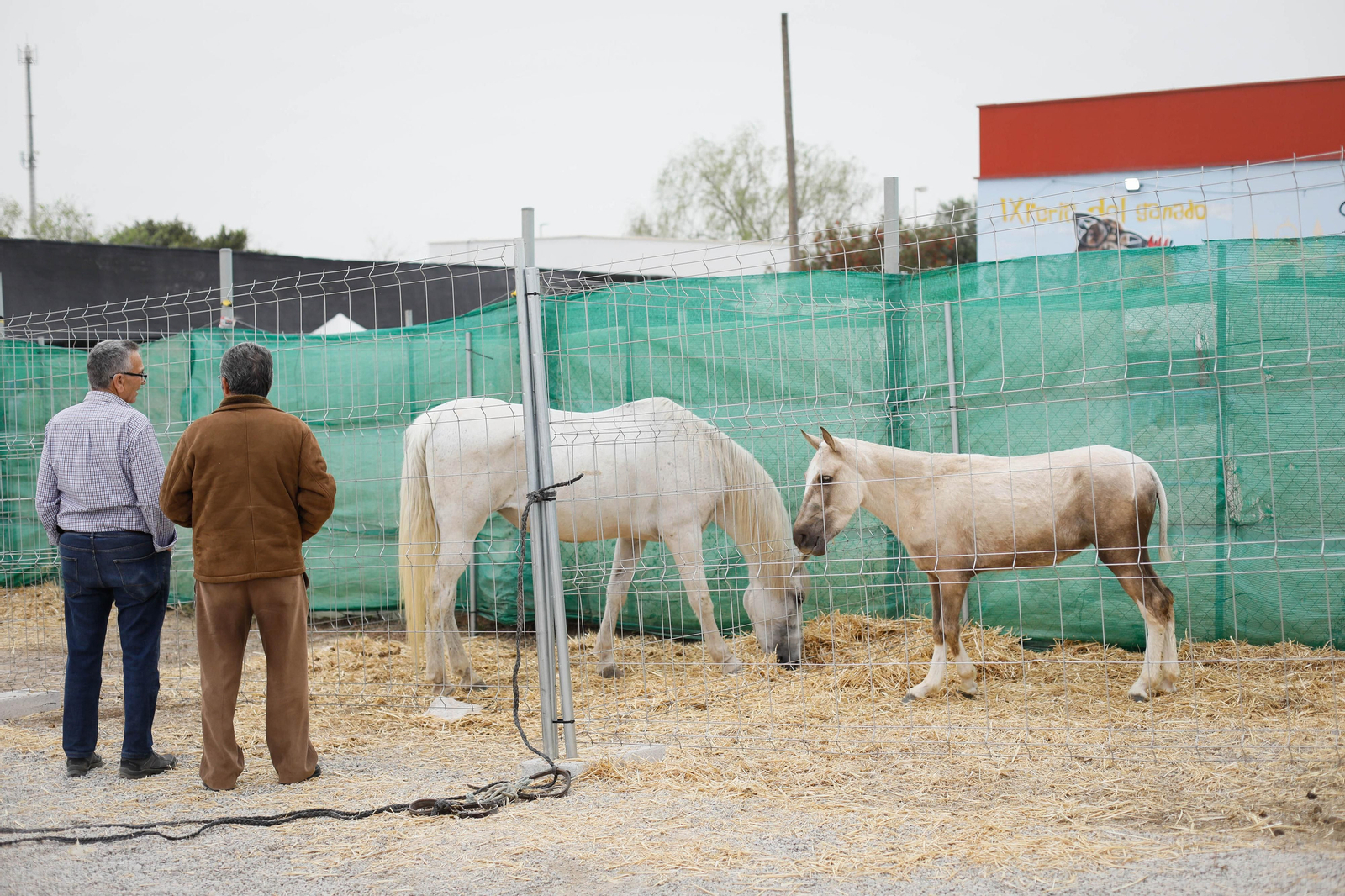 Galería de la Feria  de ganado en Tarambana