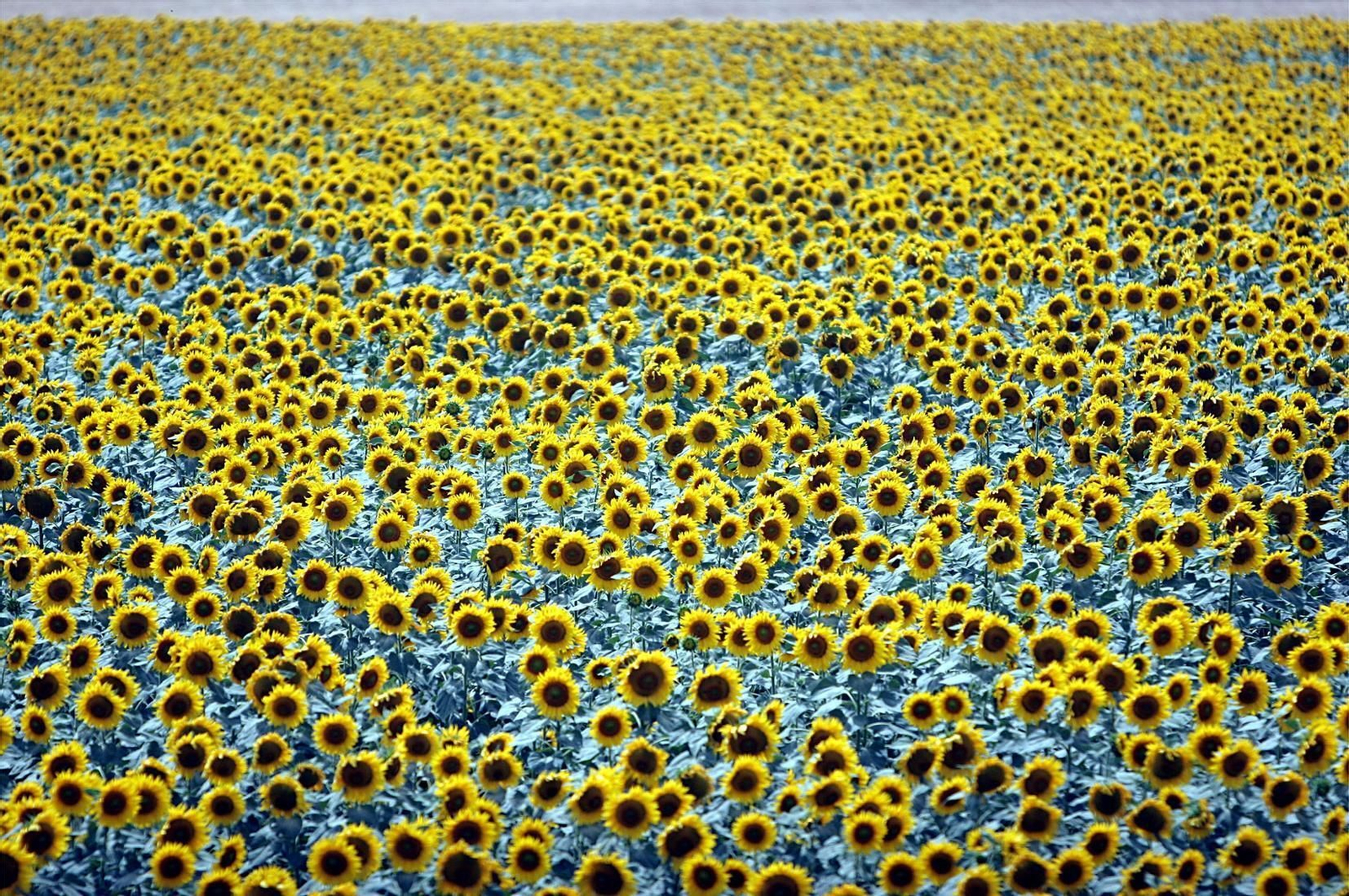 Cultivo de girasol en la provincia de Córdoba.