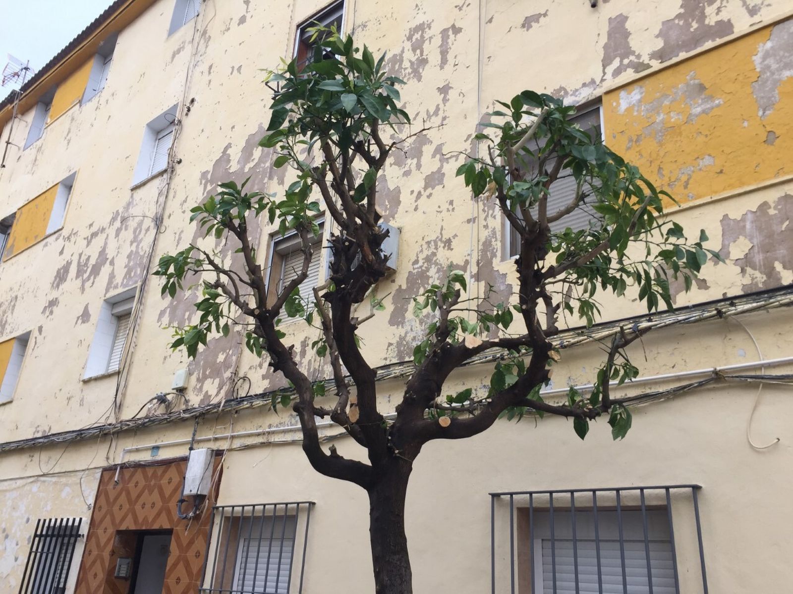 Aspecto de los naranjos tras la poda en la barriada de Pérez Cubillas.