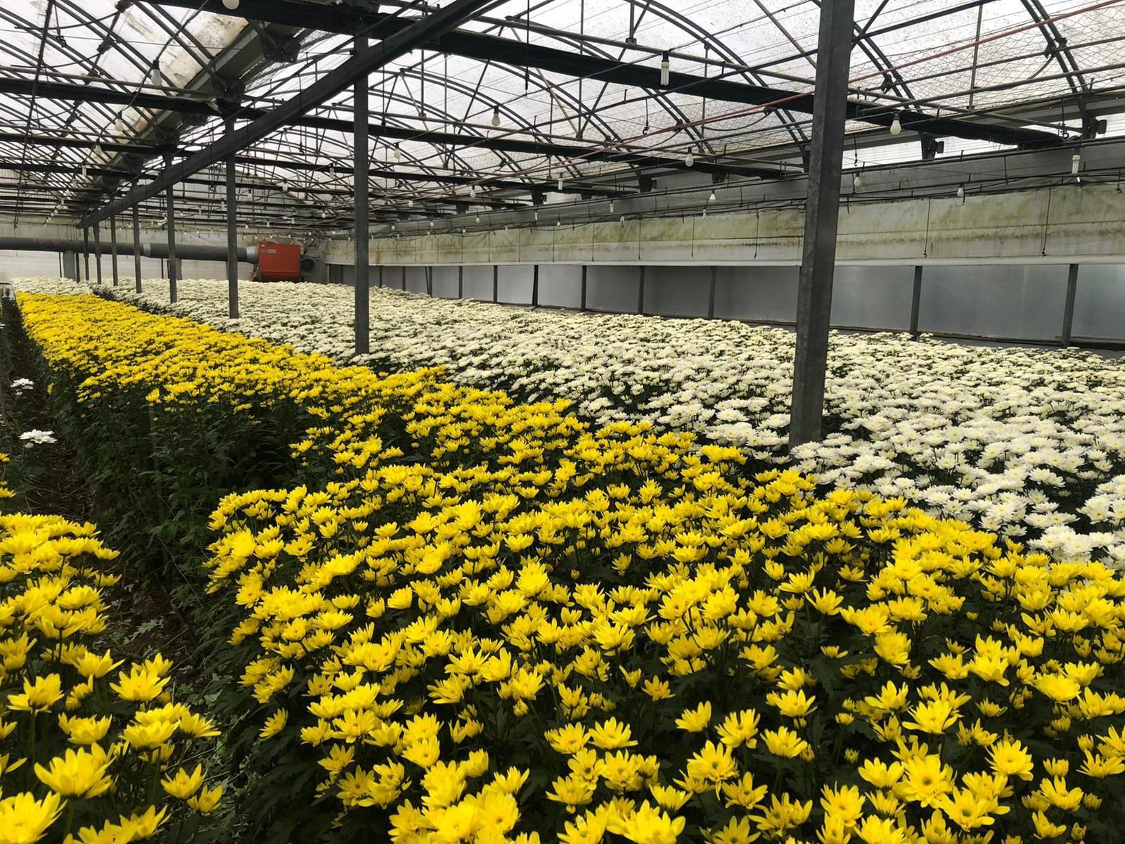 Vivero con flores ornamentales.