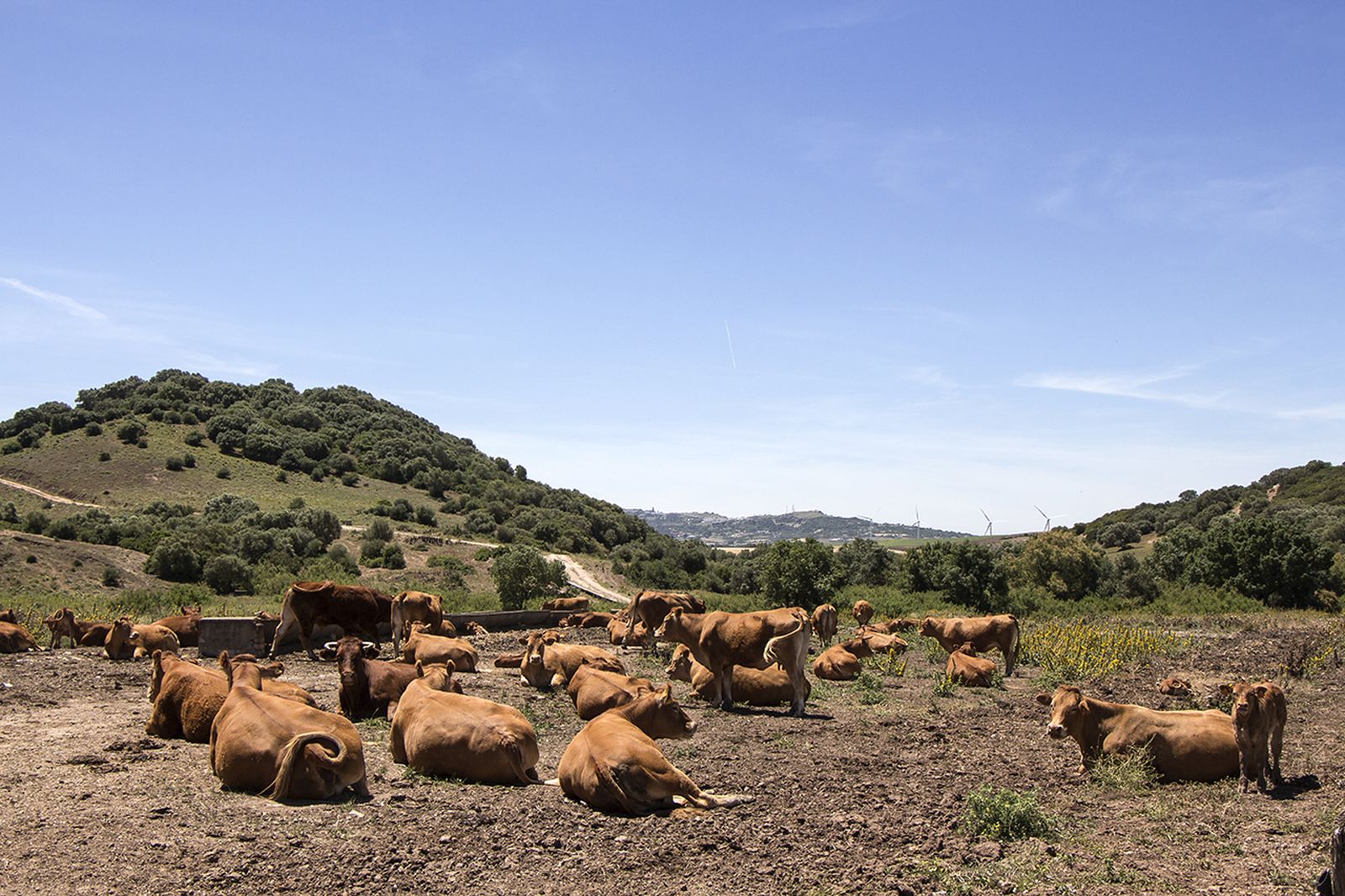 Ganadería extensiva de retinto, una de las razas autóctonas de la provincia.