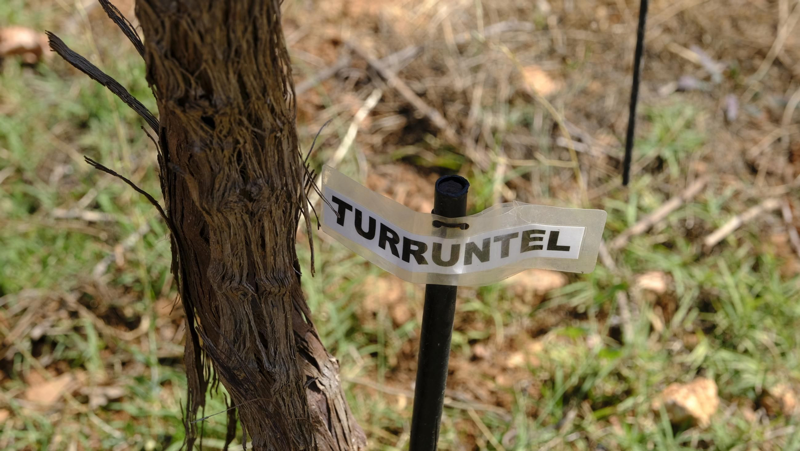 La vendimia en la Bodega Cortijo del Cura de Laujar, en imágenes