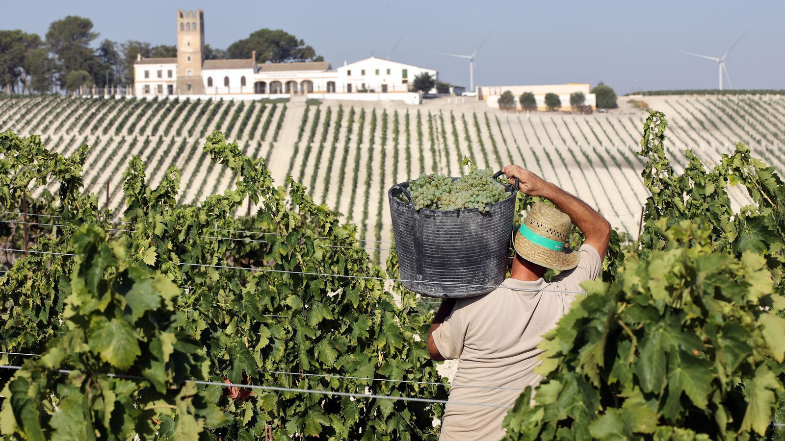 Fundador comienza su vendimia en Jerez