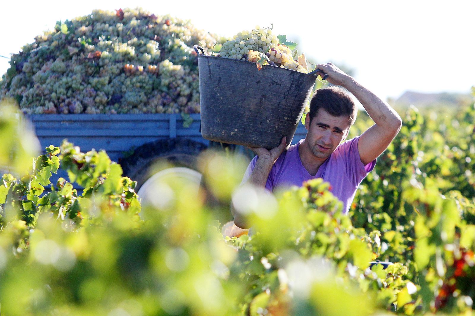 Imágenes de la vendimia en el Condado de Huelva.