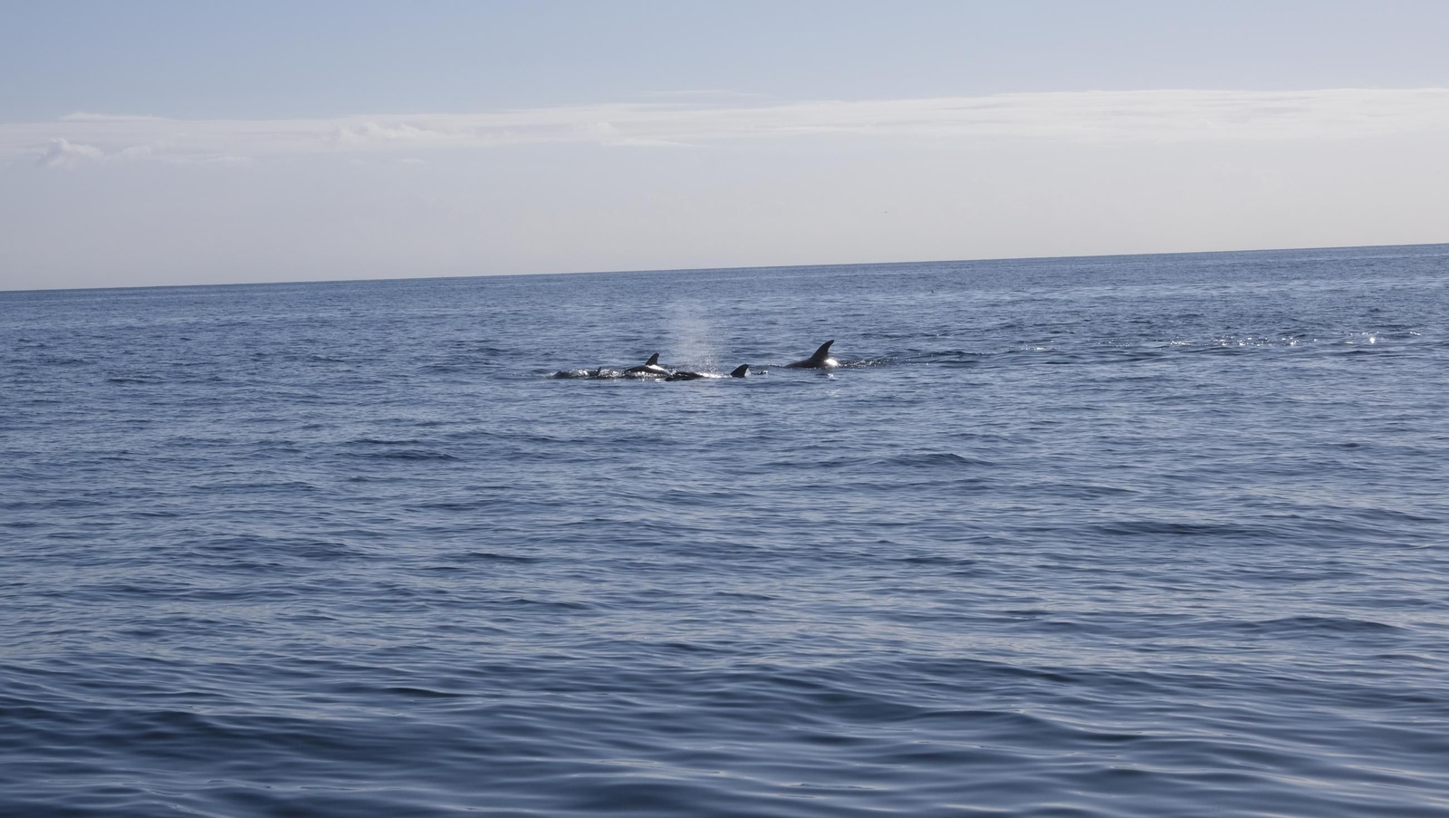 La piscifactoría de El Cañarete, en imágenes