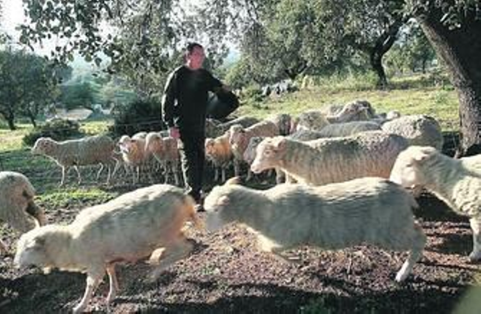 Un ganadero con su rebaño de ovejas en El Pozuelo.