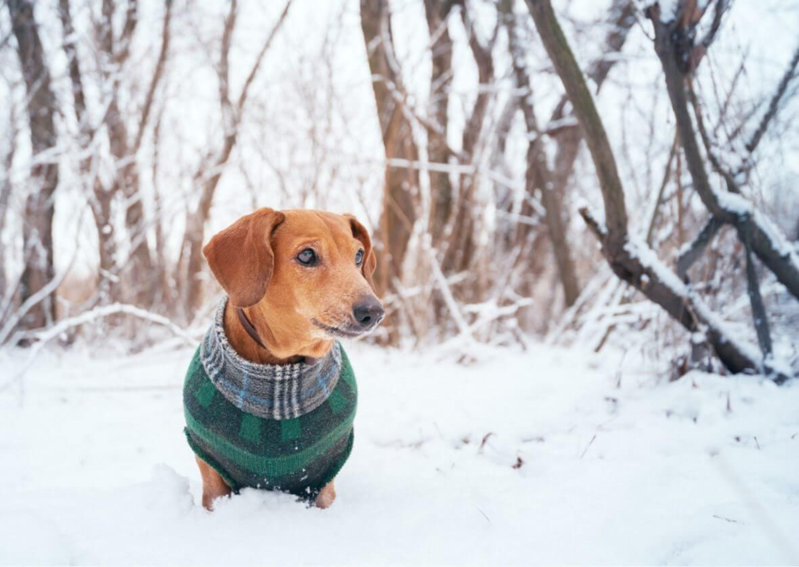 Claves para detectar si tu perro tiene frío