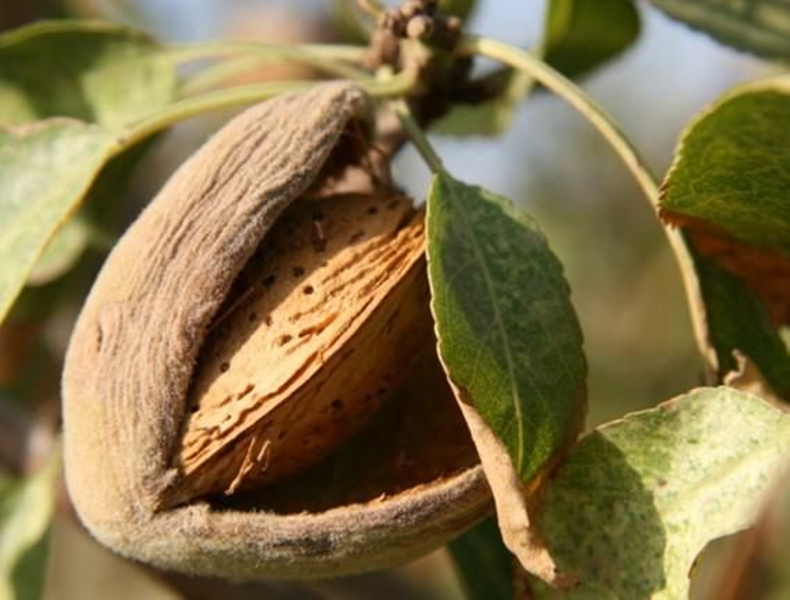 Almenda ecológica de secano.