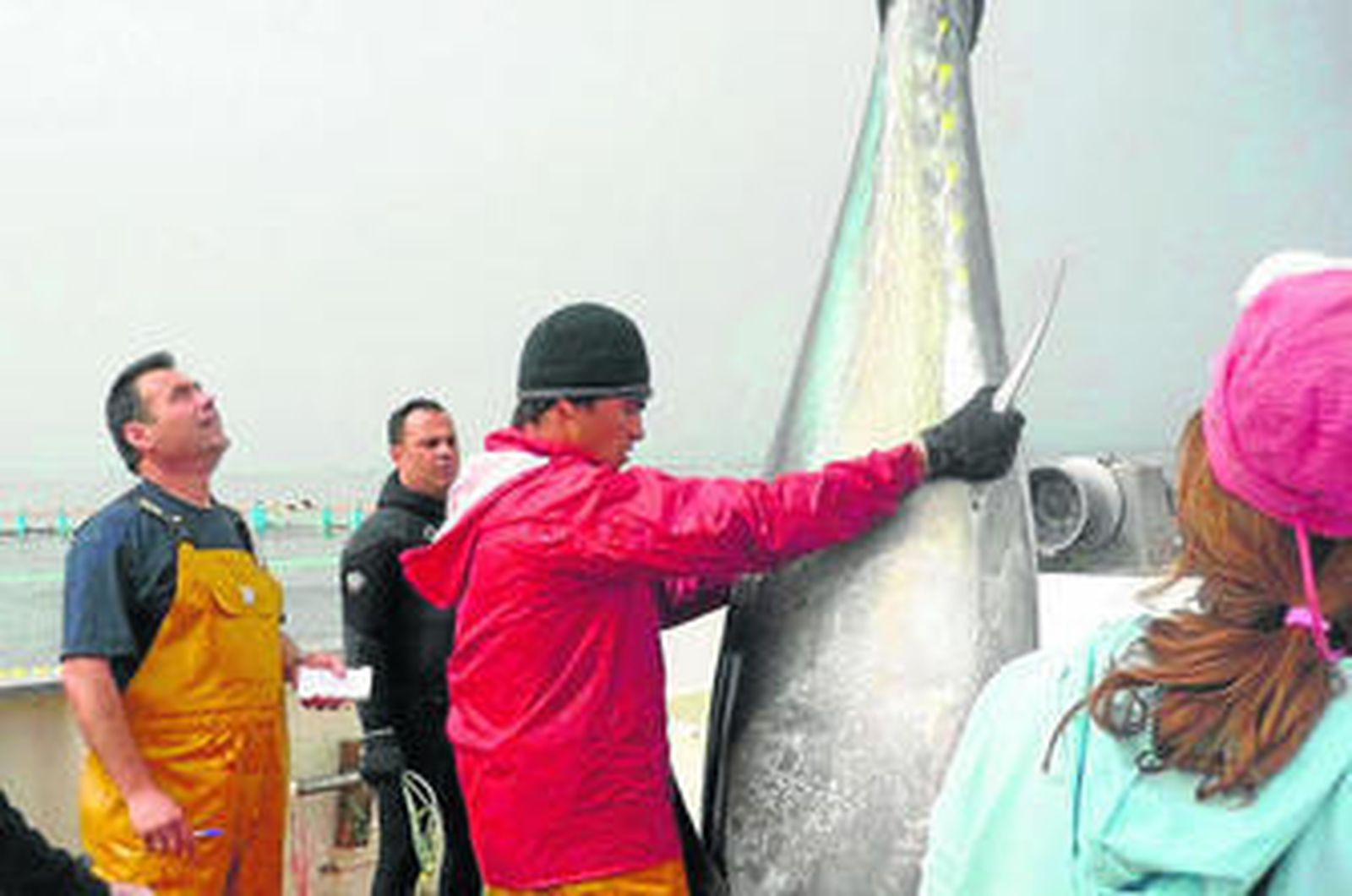 Los 'ramilletes' de atunes se elevan con ayuda de potentes grúas.