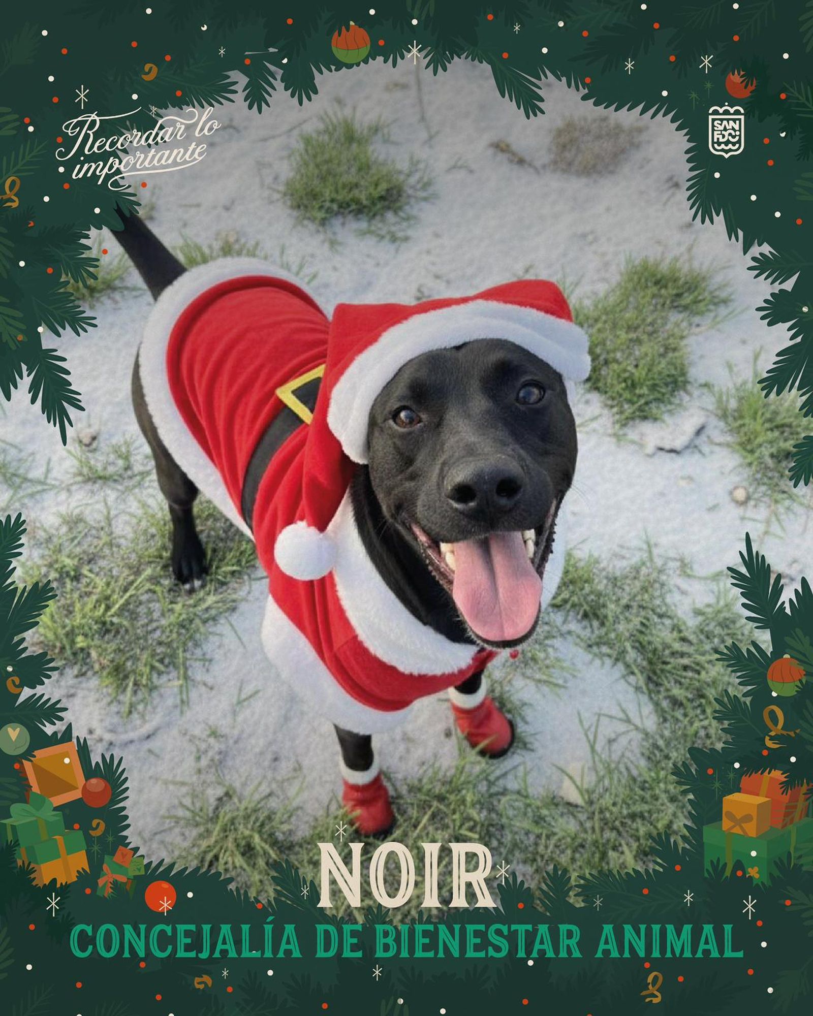 Noir, otro de los perros que prestan su imagen a esta iniciativa, vestido de Papa Noel.