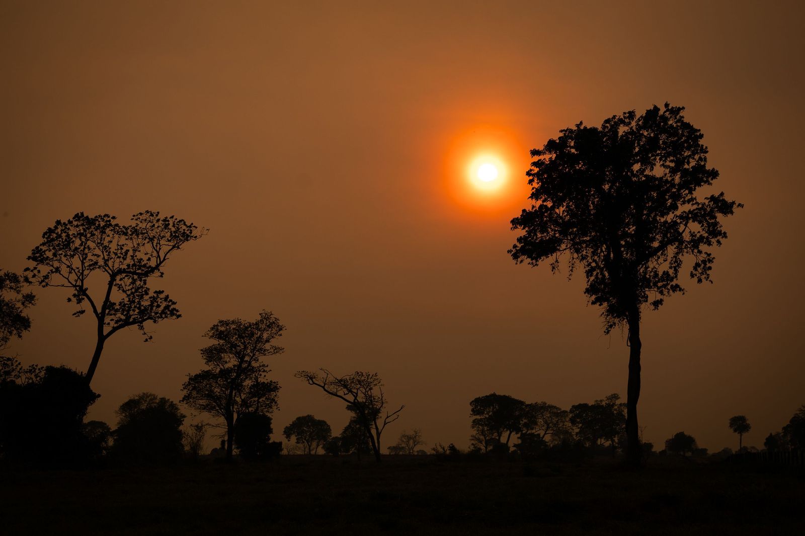 Las llamas convierten en una tumba al aire libre El Pantanal en Brasil